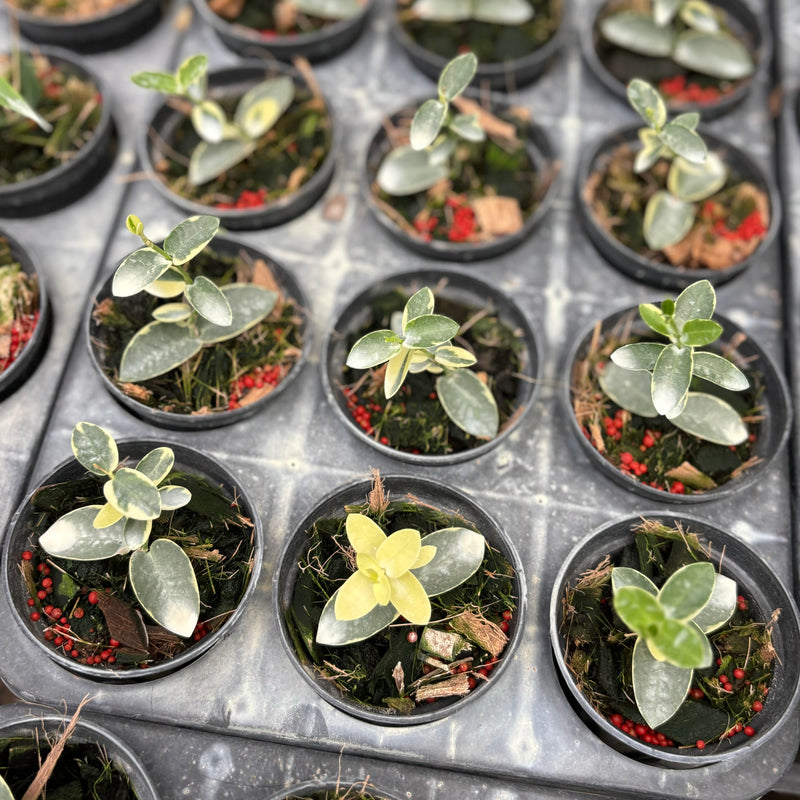 Hoya cumingiana albomarginata