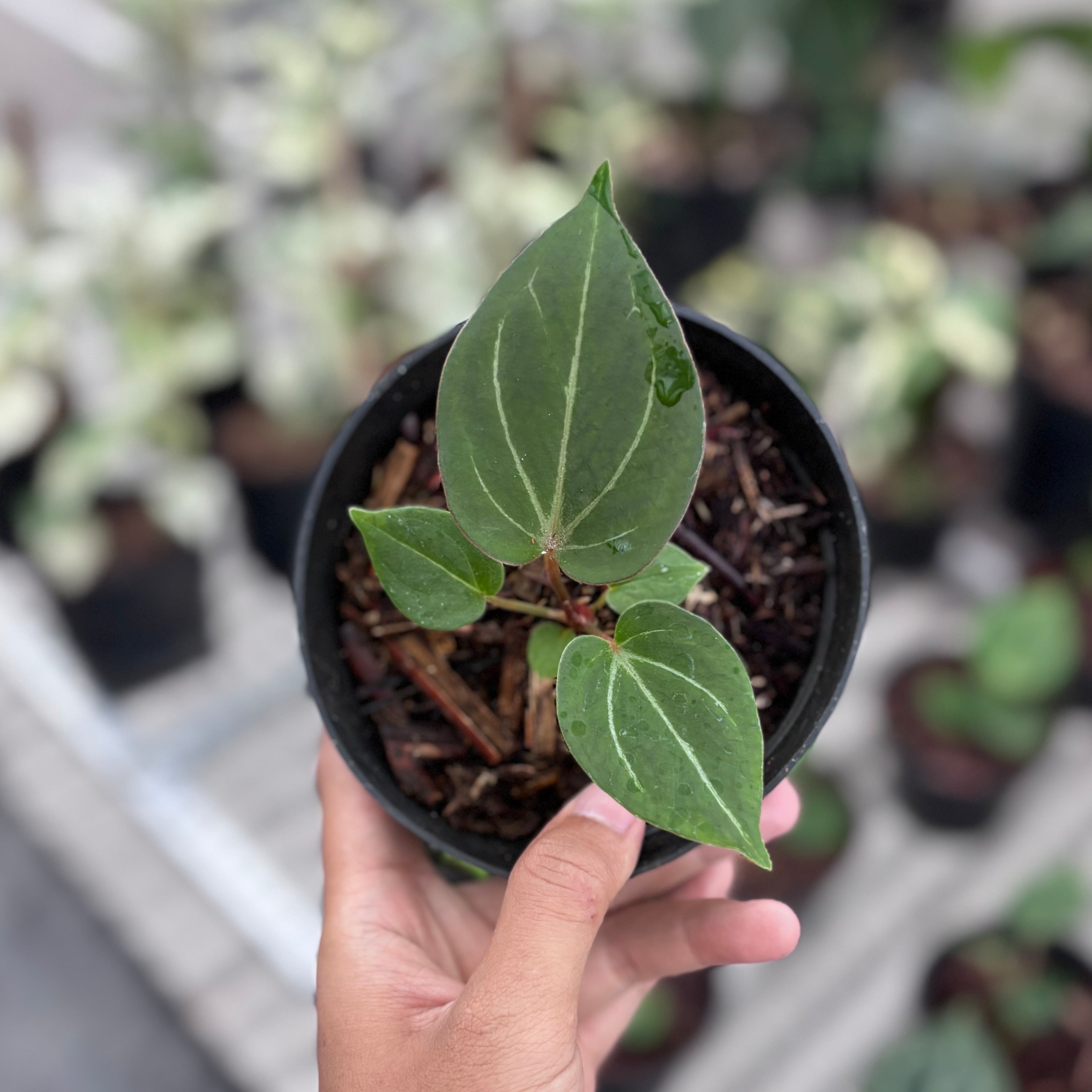 Anthurium king of spades - seedling