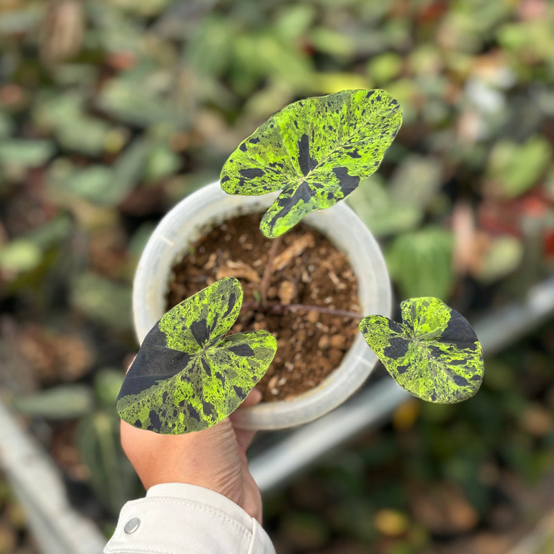 Colocasia esculenta midori sour