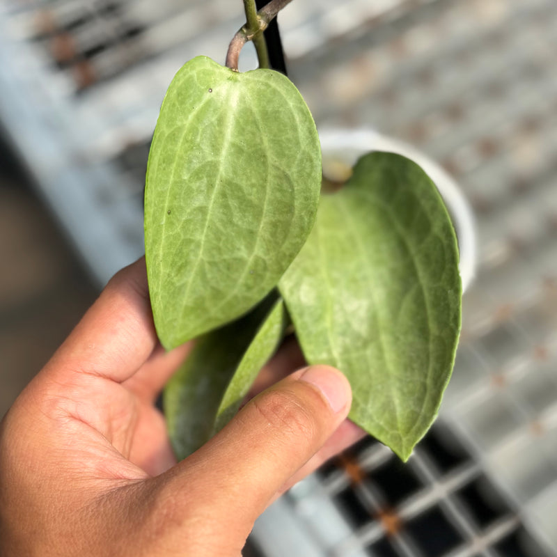 Hoya latifolia silver