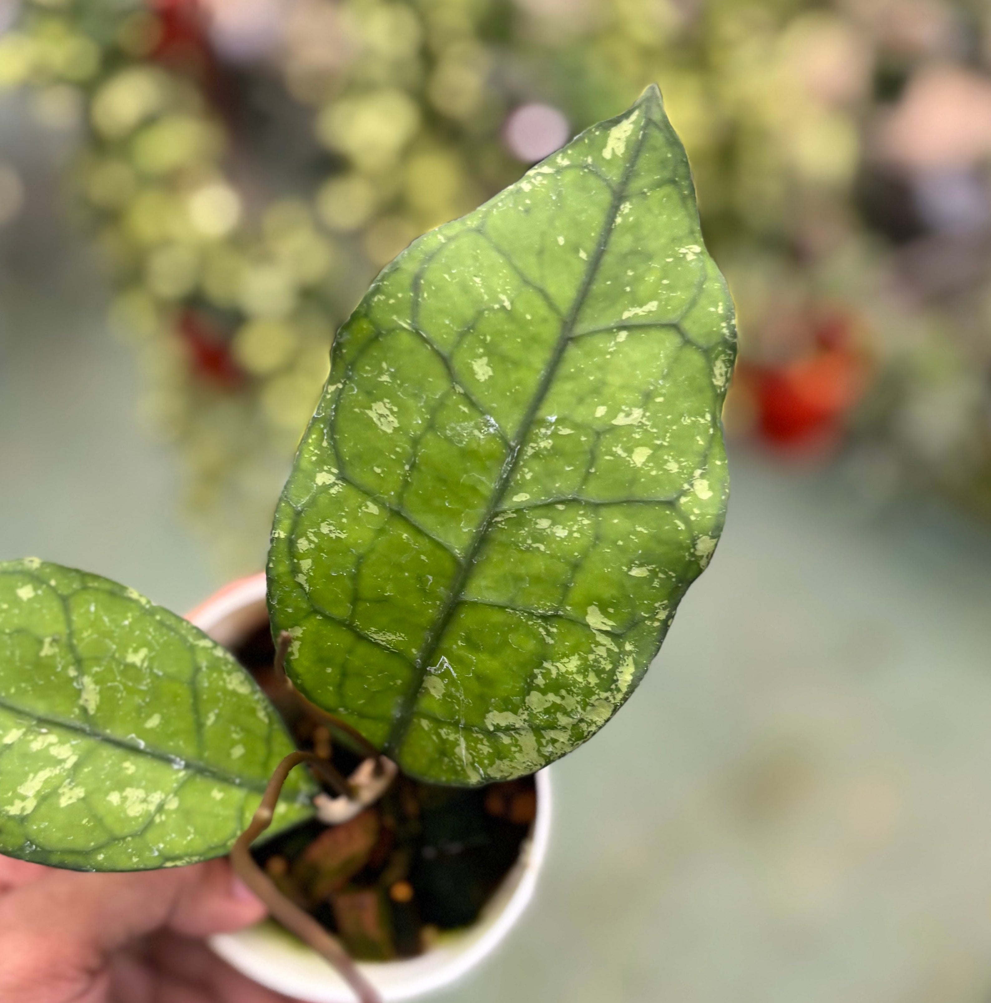 Hoya clemensiorum ‘borneo splash’