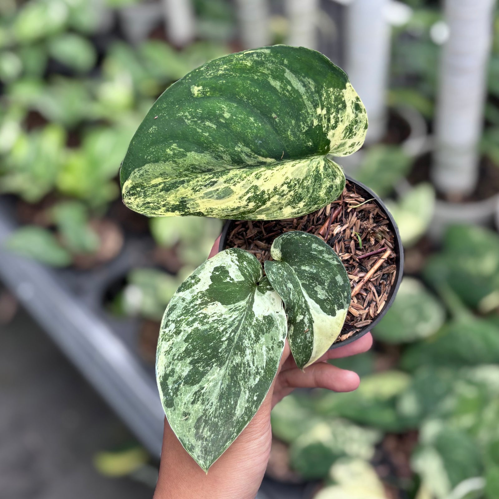 EBB4037F-A963-44A9-ACB2-