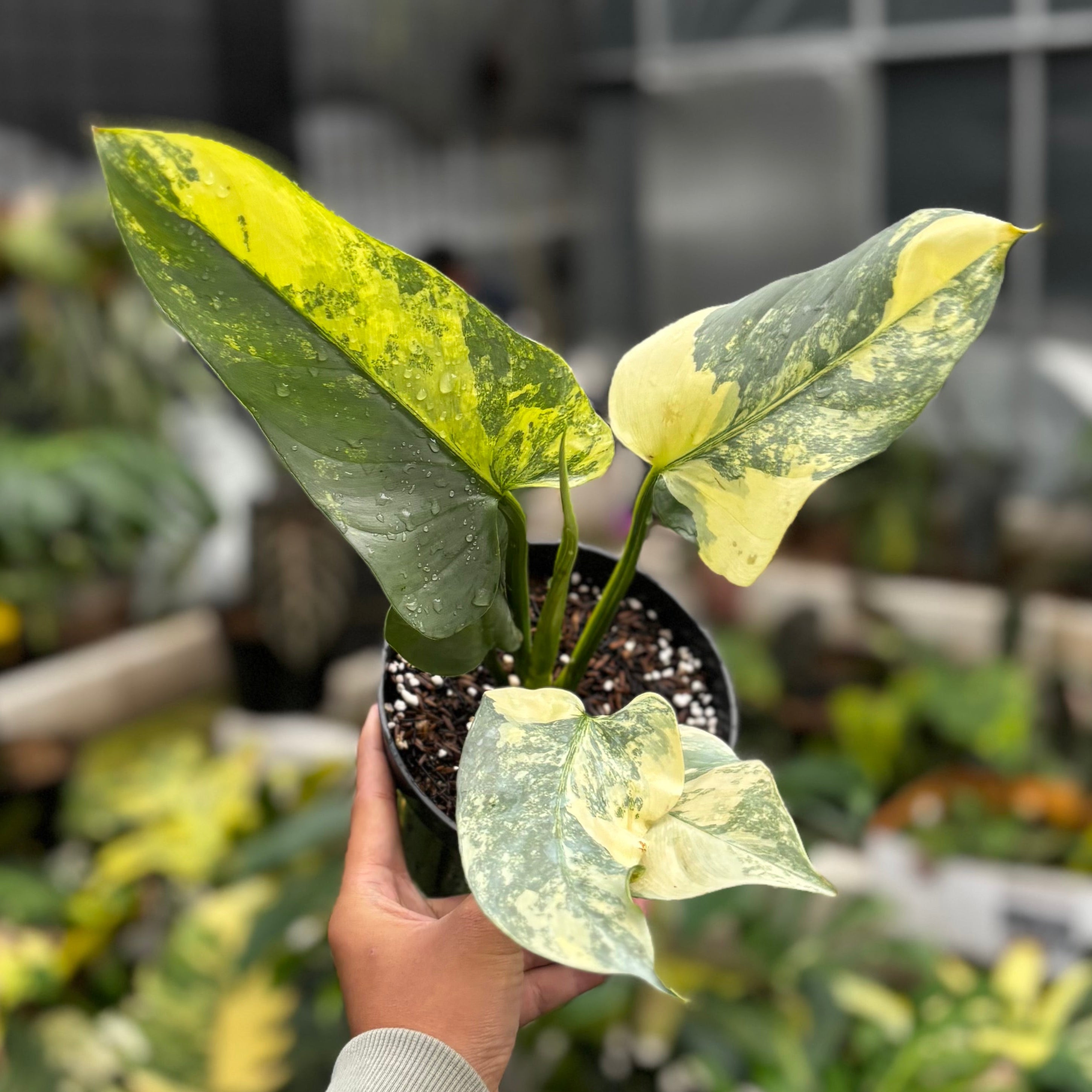Philodendron Hastatum Silver Sword Variegated - Mature Size