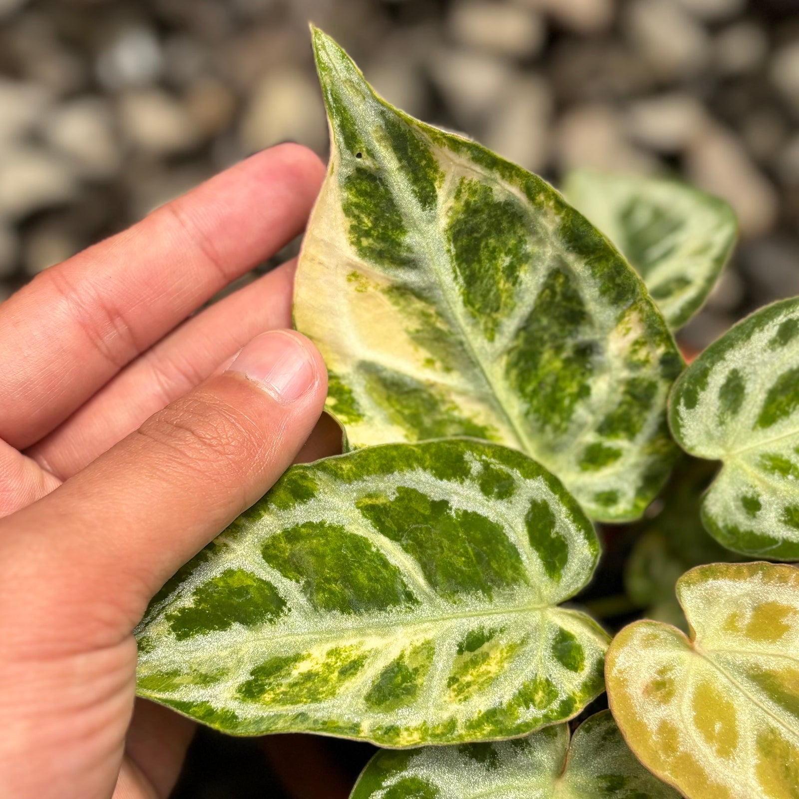 EC8CD4CA-2302-4FAD-84F1-