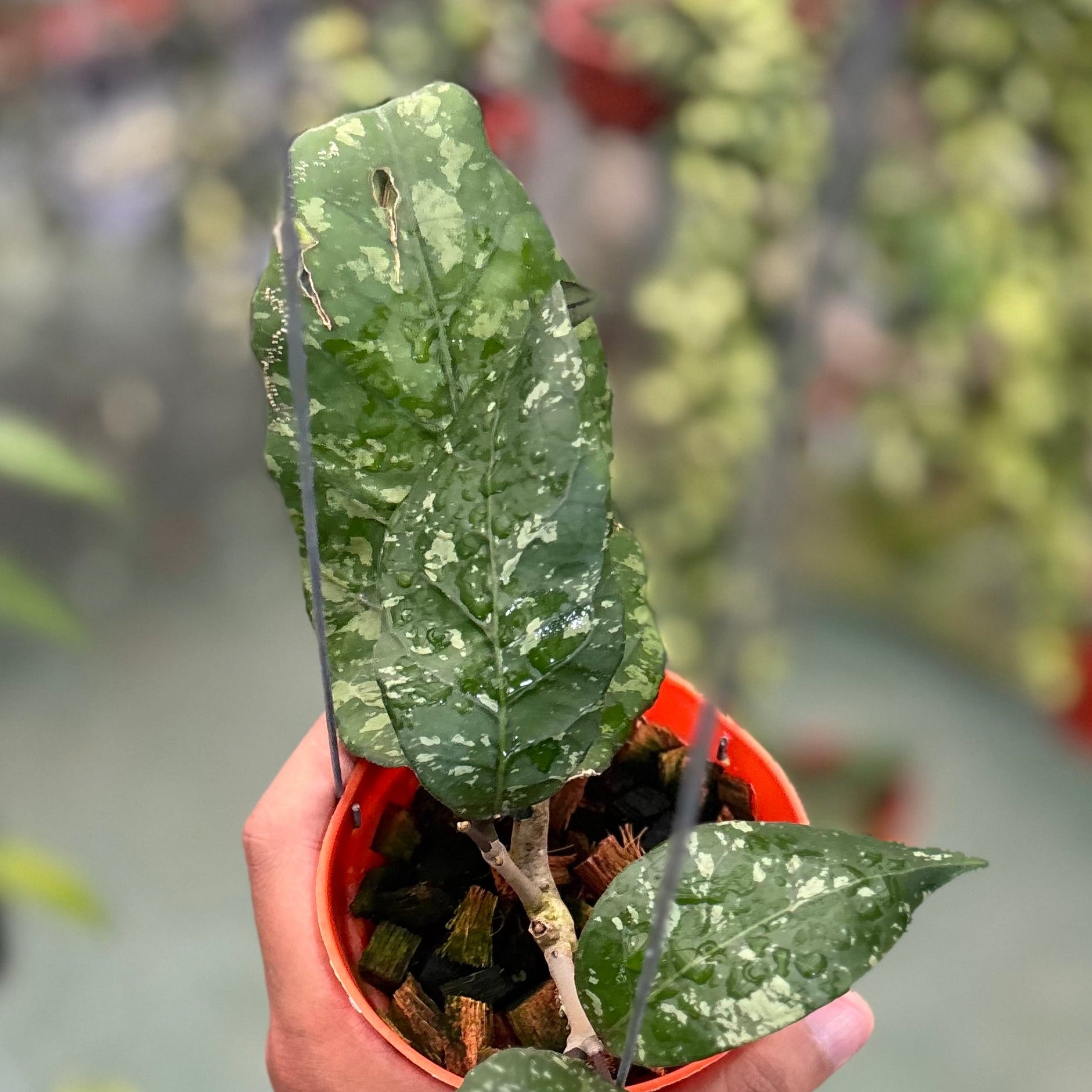 Hoya sp aceh ‘mapu’