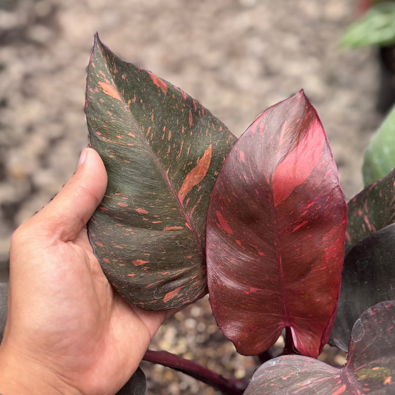 Philodendron royal Queen variegated