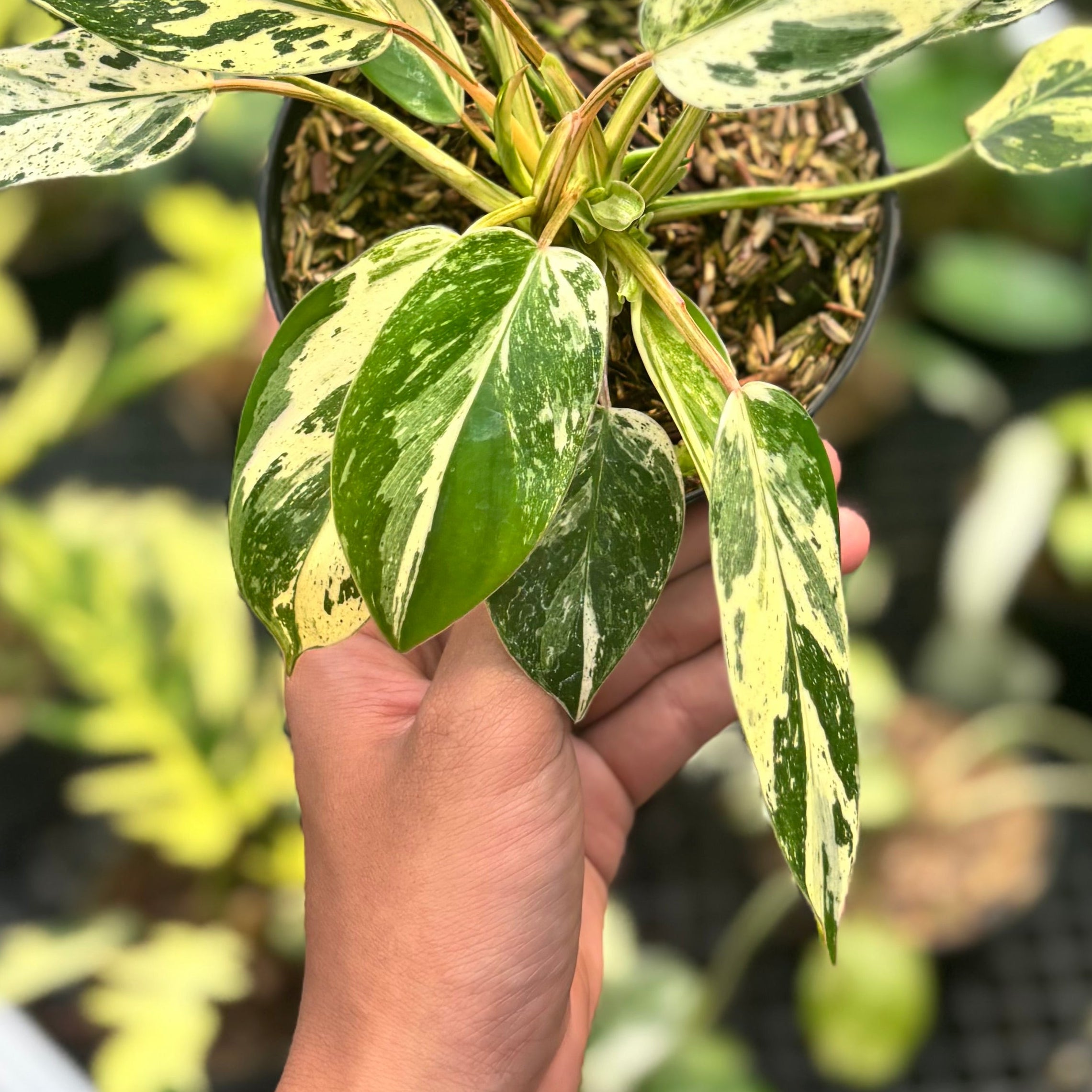 Philodendron Emerald Ice