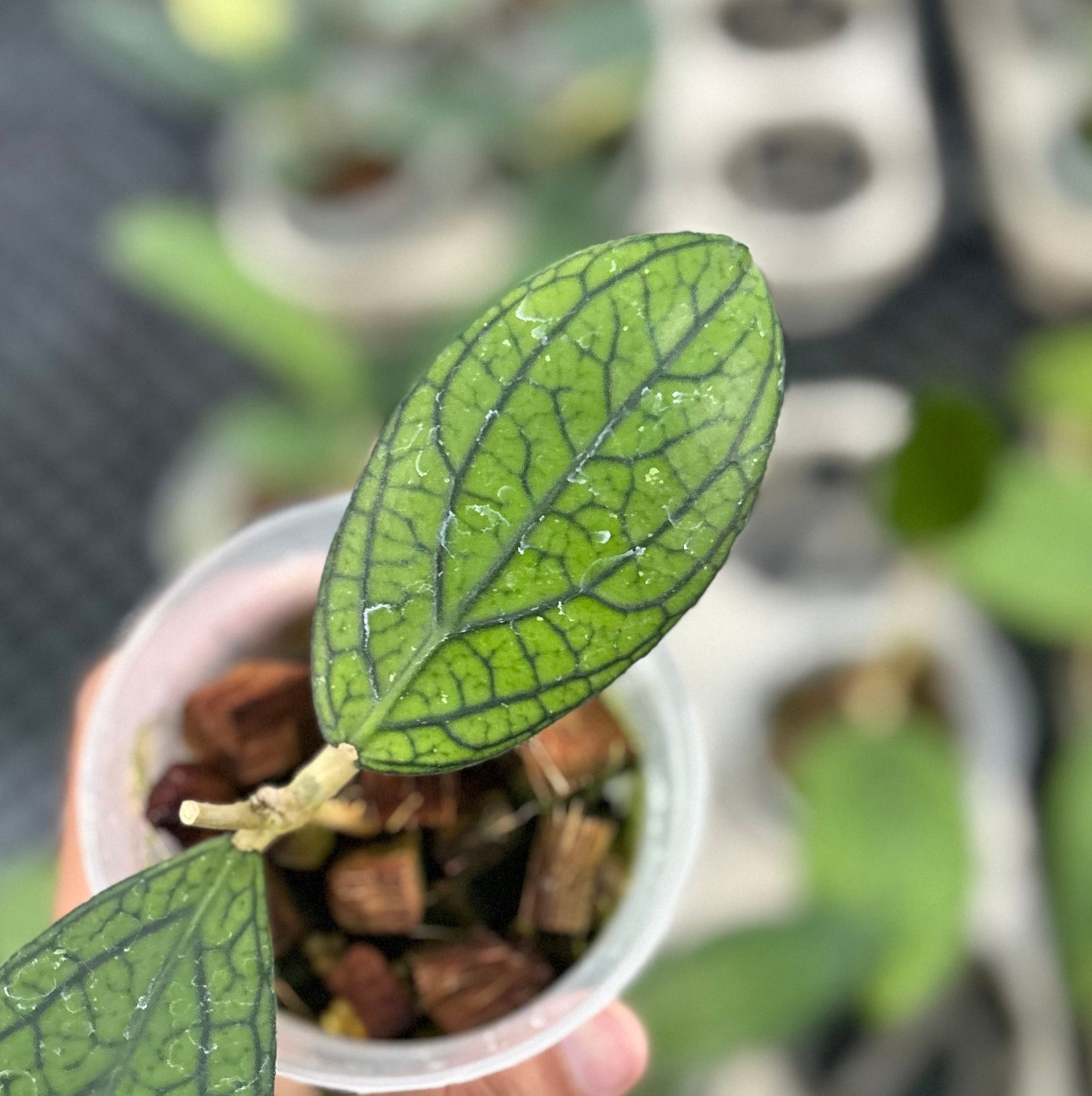 Hoya sp tanggamus ‘limau kapas’