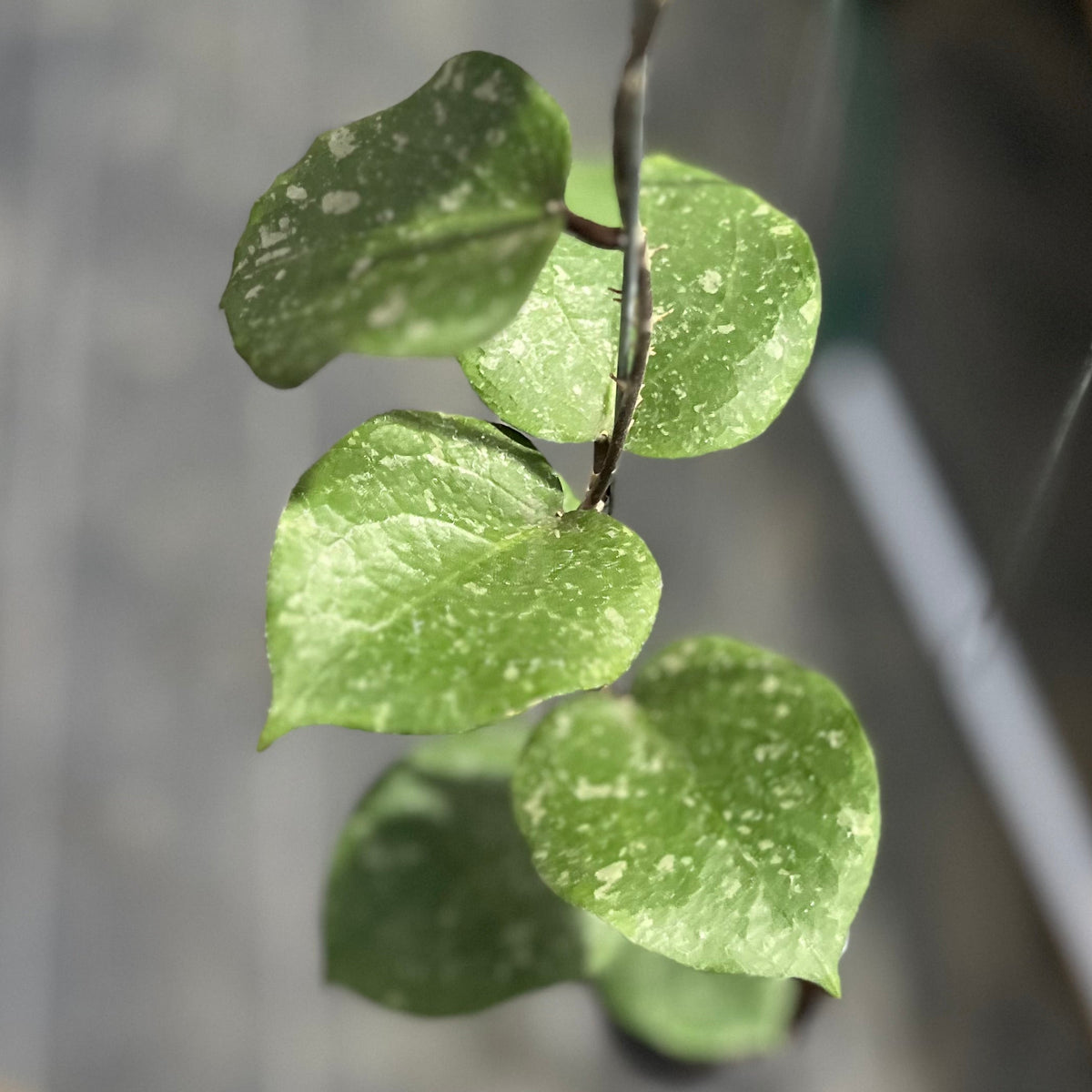 Hoya verticillata 'Lampung' x imbricata