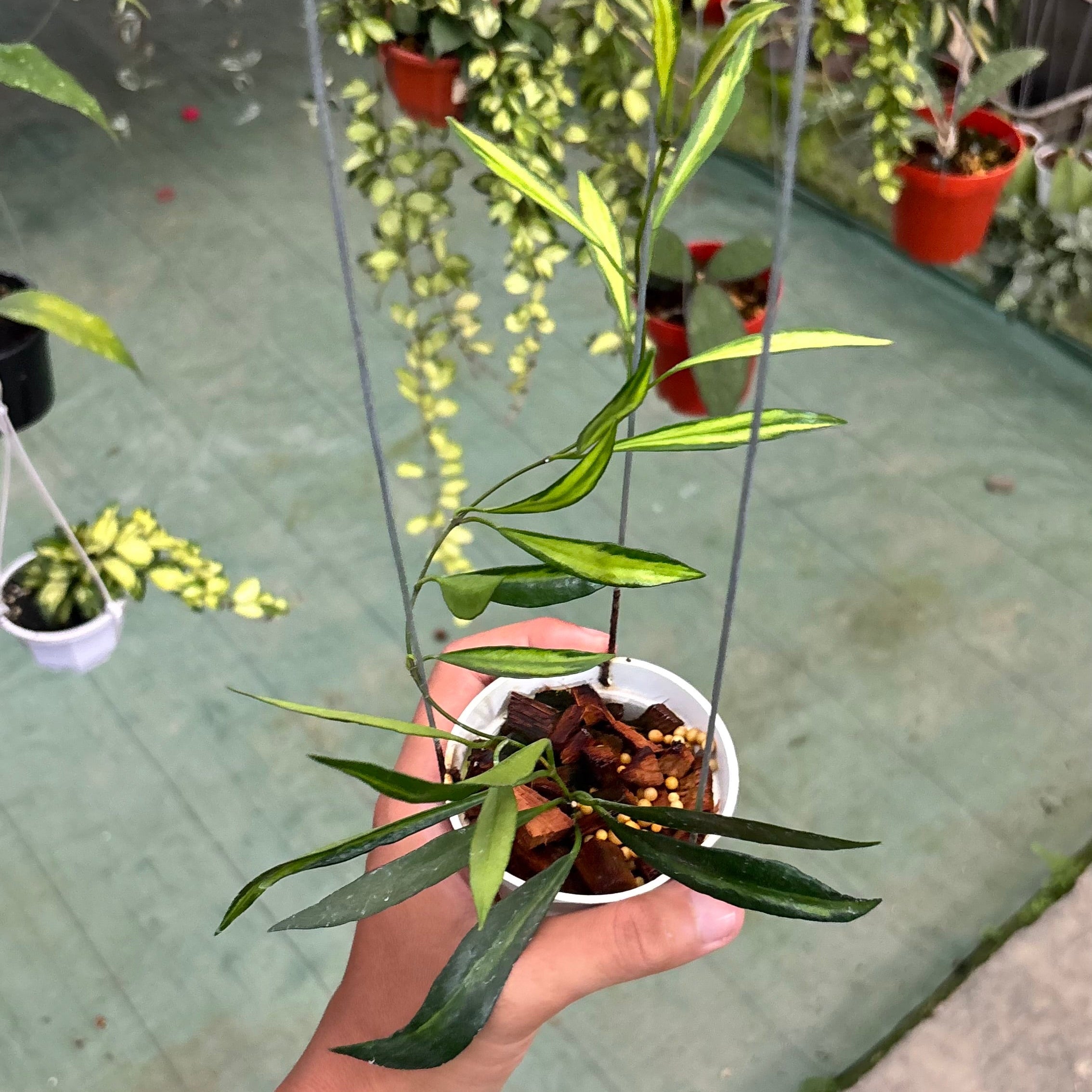 Hoya tsangii inner variegated