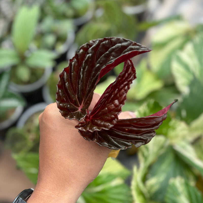 Begonia blood of black Sp Borneo