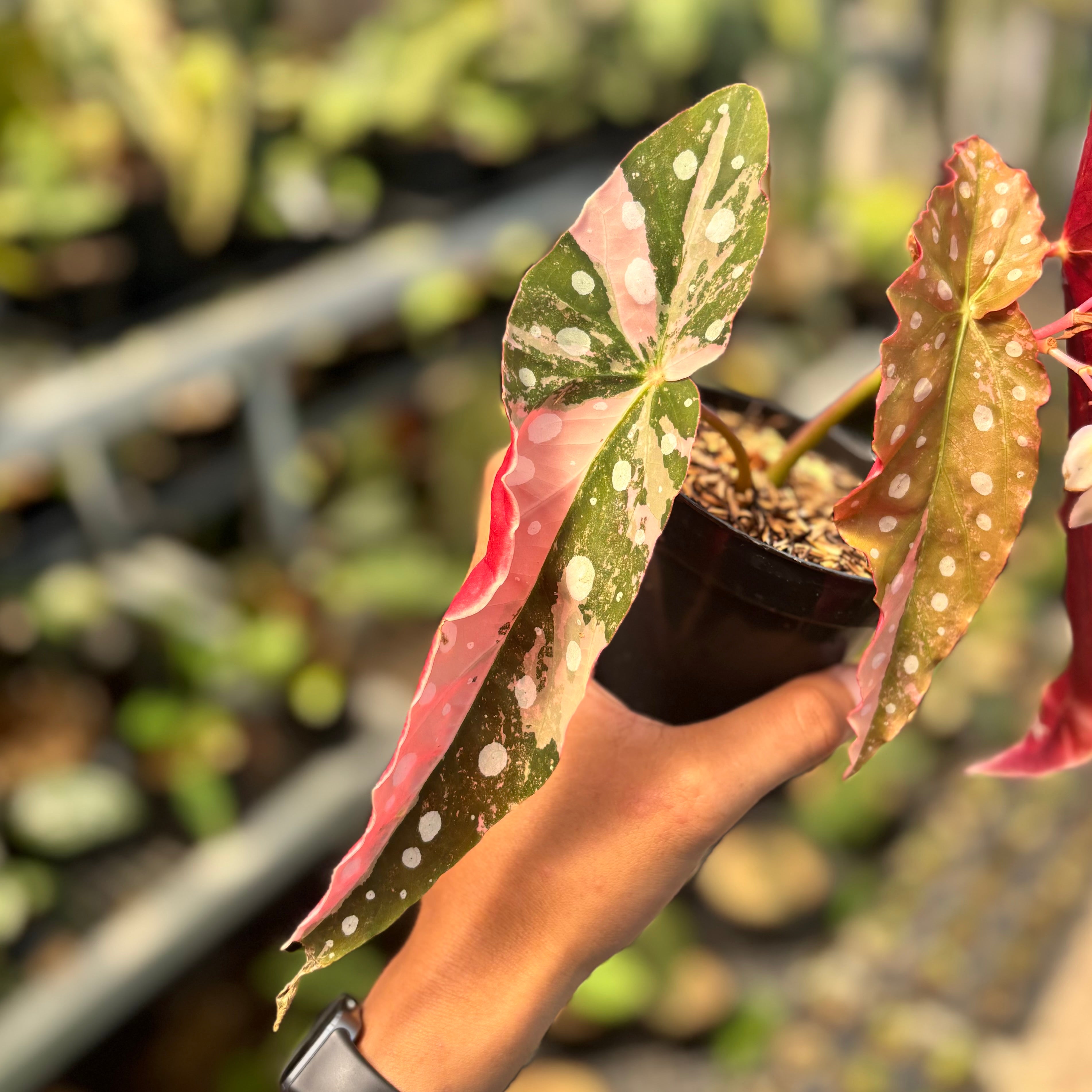 Begonia maculata variegated