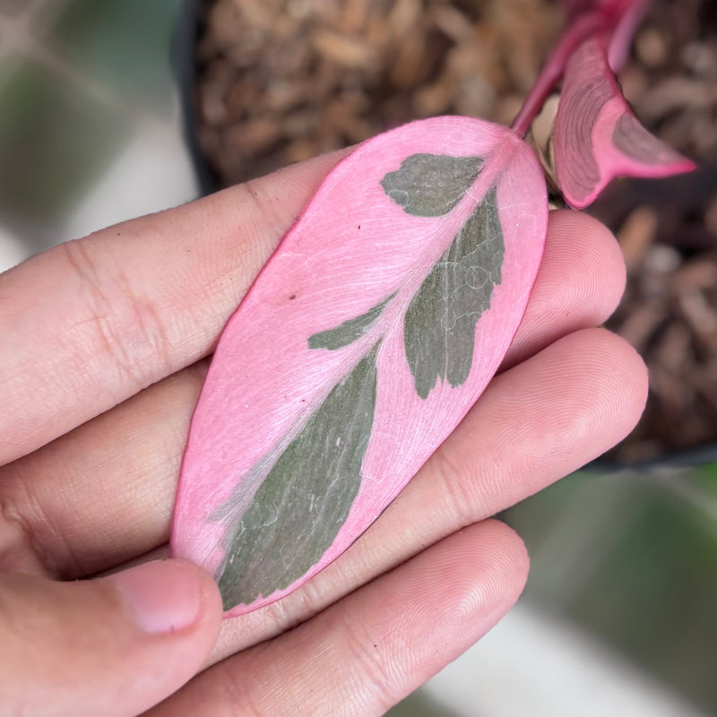 Philodendron pink rose