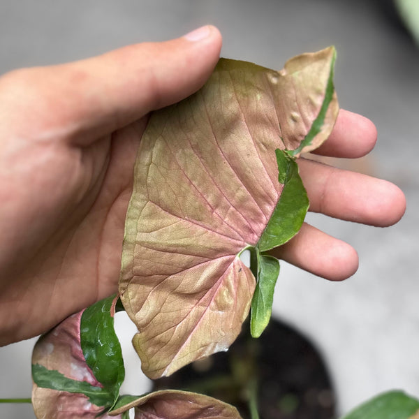 Syngonium pink lava