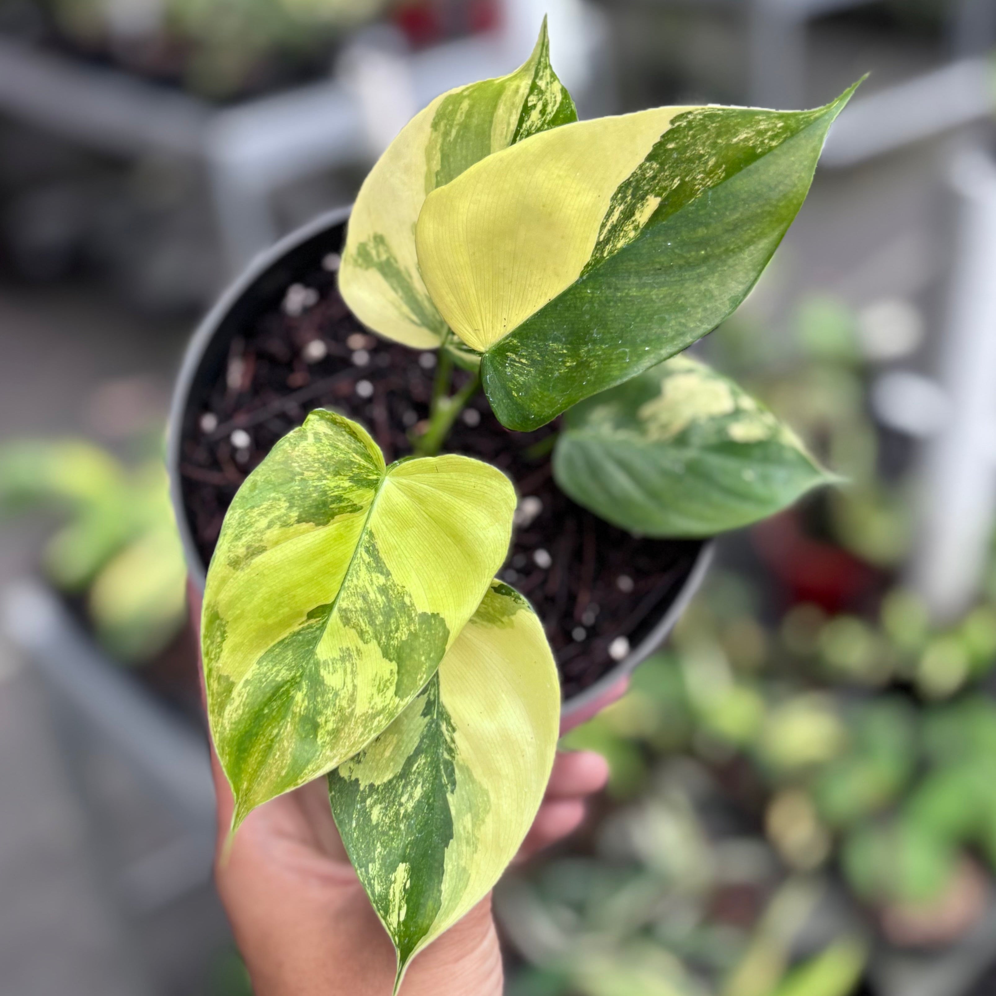 Philodendron Florida Beauty x Lupinum