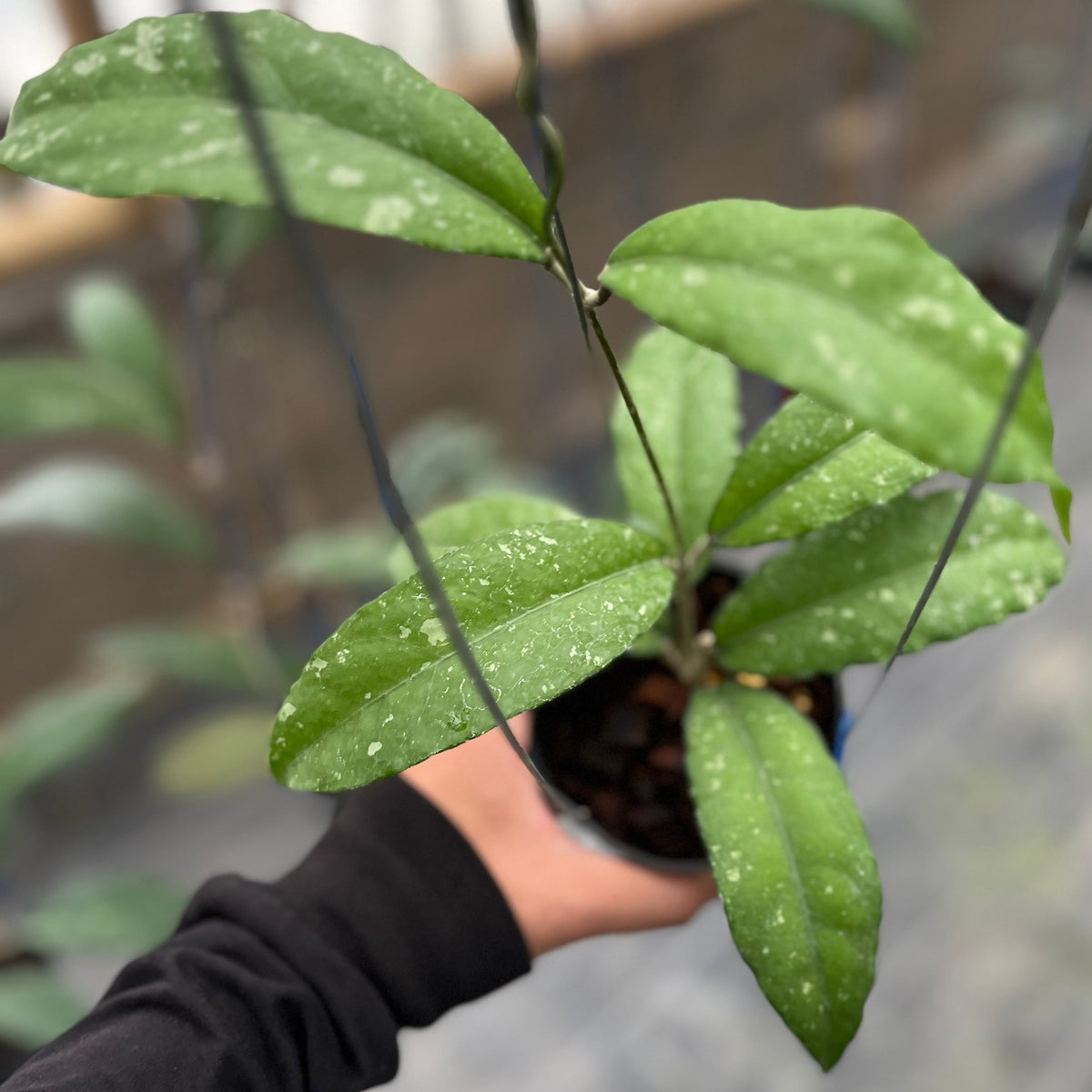 Hoya sp aceh pegasus