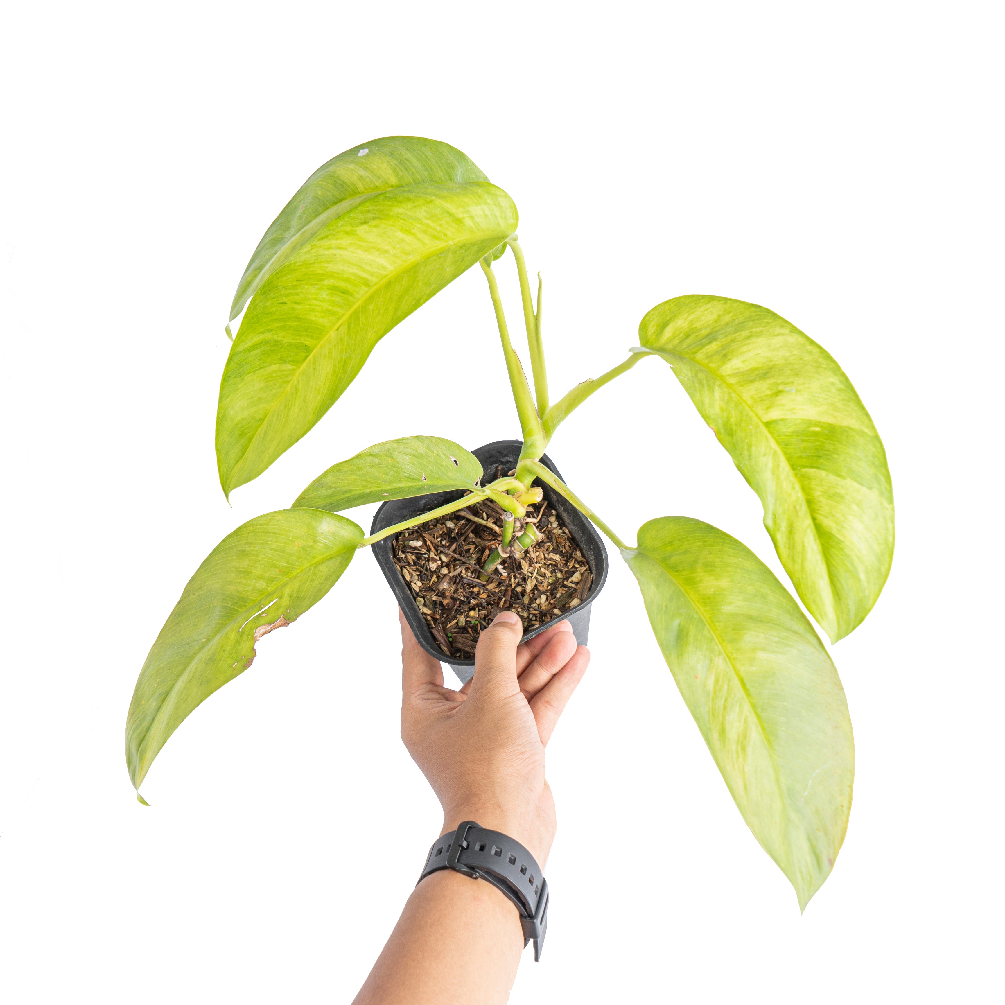 Epipremnum giganteum aurea variegated