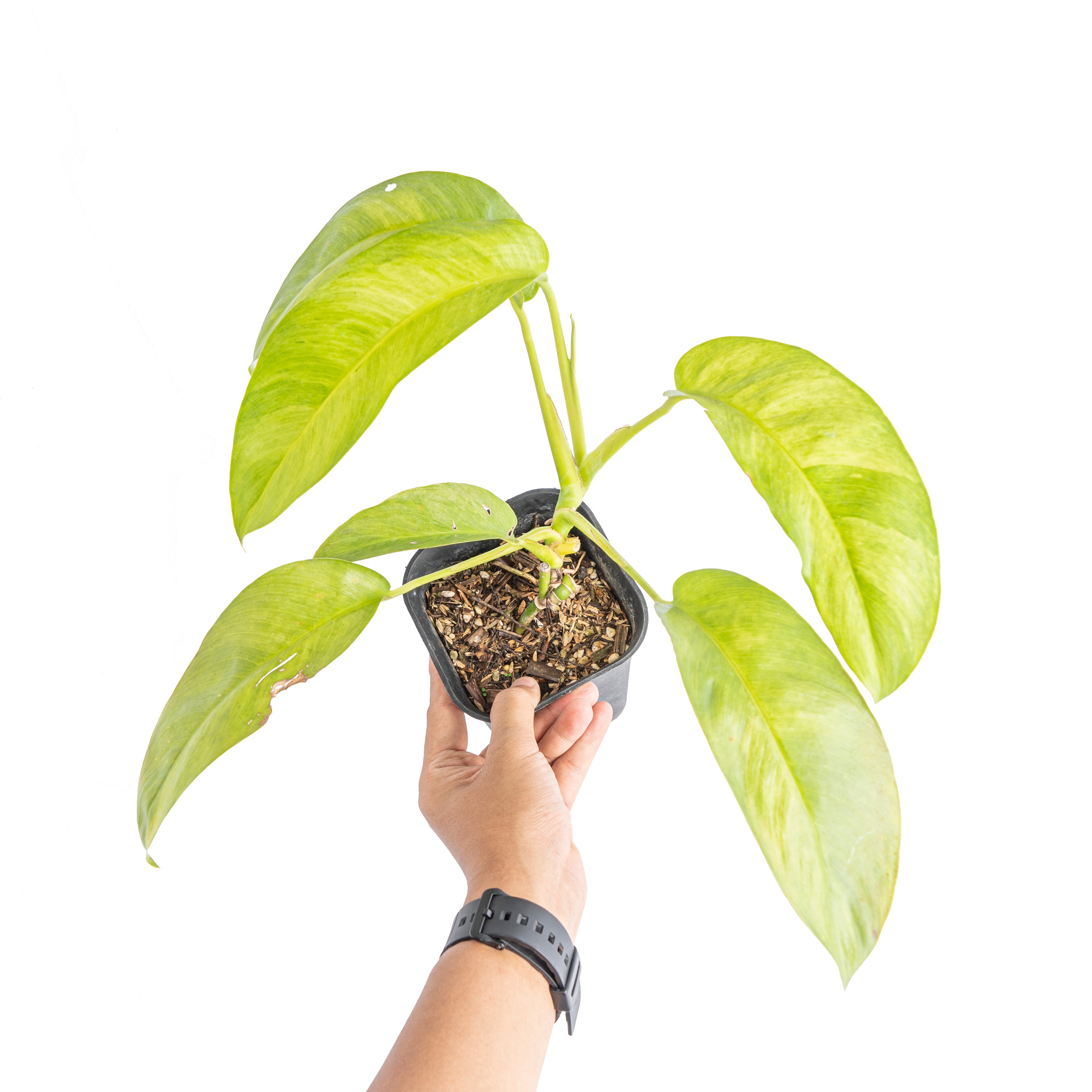 Epipremnum giganteum aurea variegated