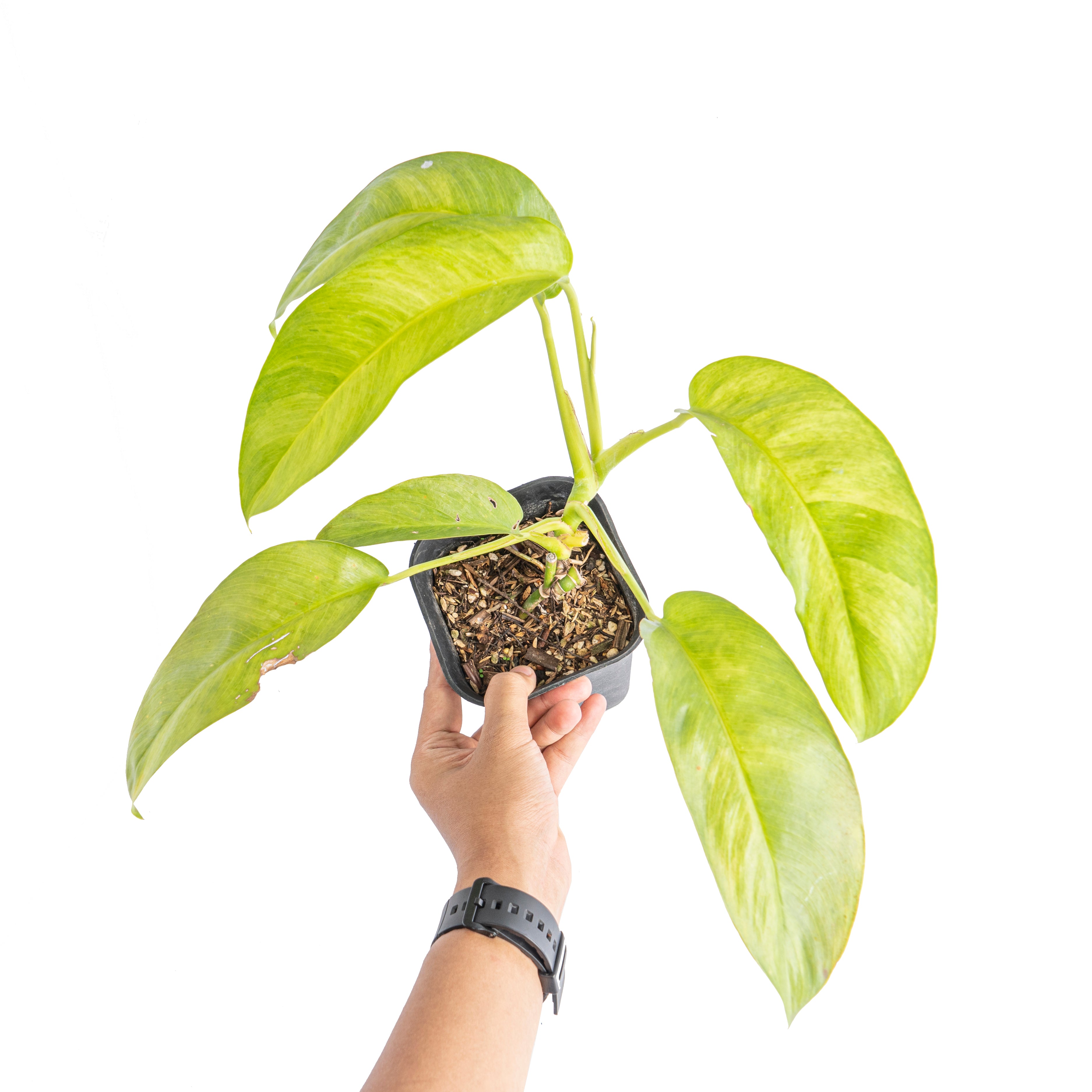 Epipremnum giganteum aurea variegated