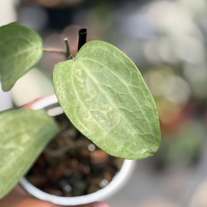 Hoya latifolia silver
