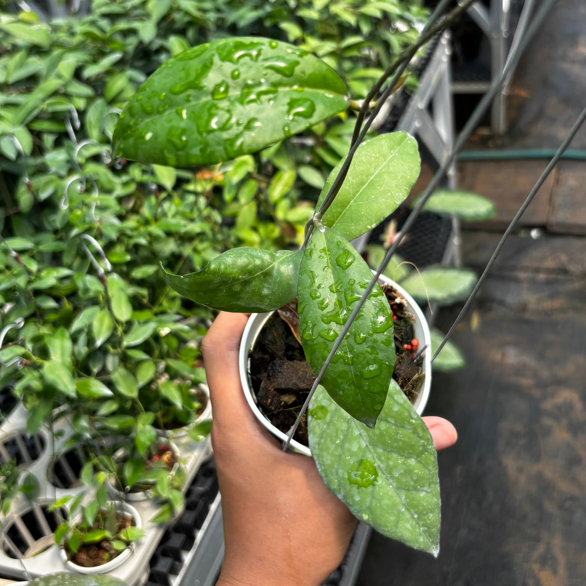 Hoya sp. 'Aceh Black Octopus'