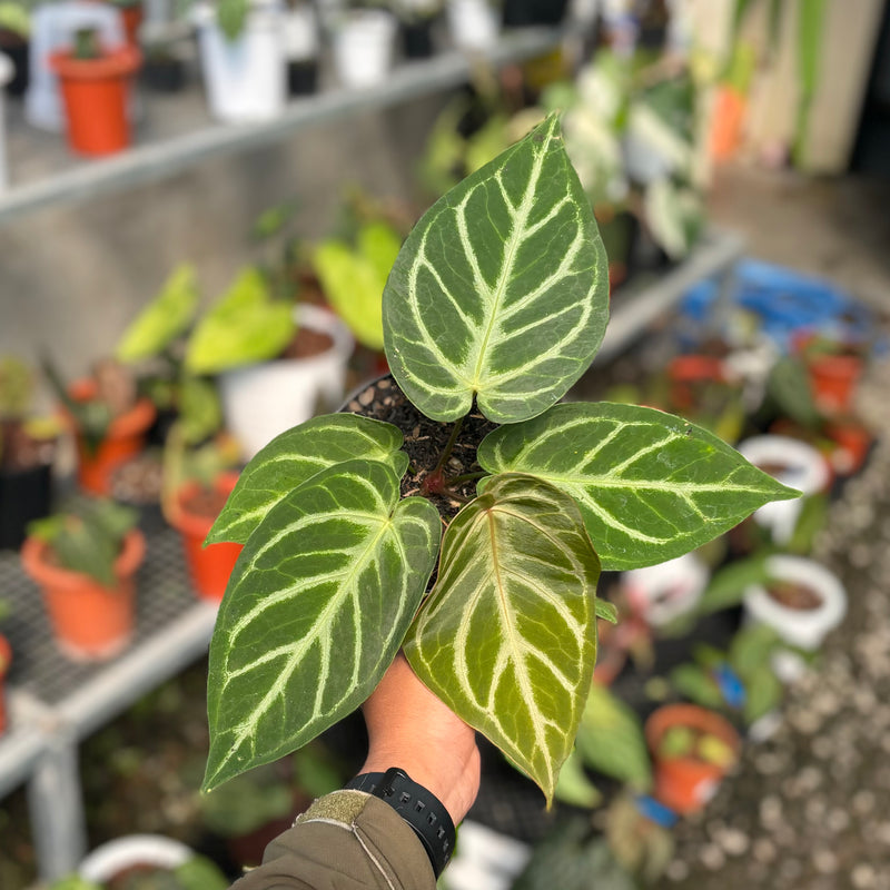 Anthurium green mamba x silver blush