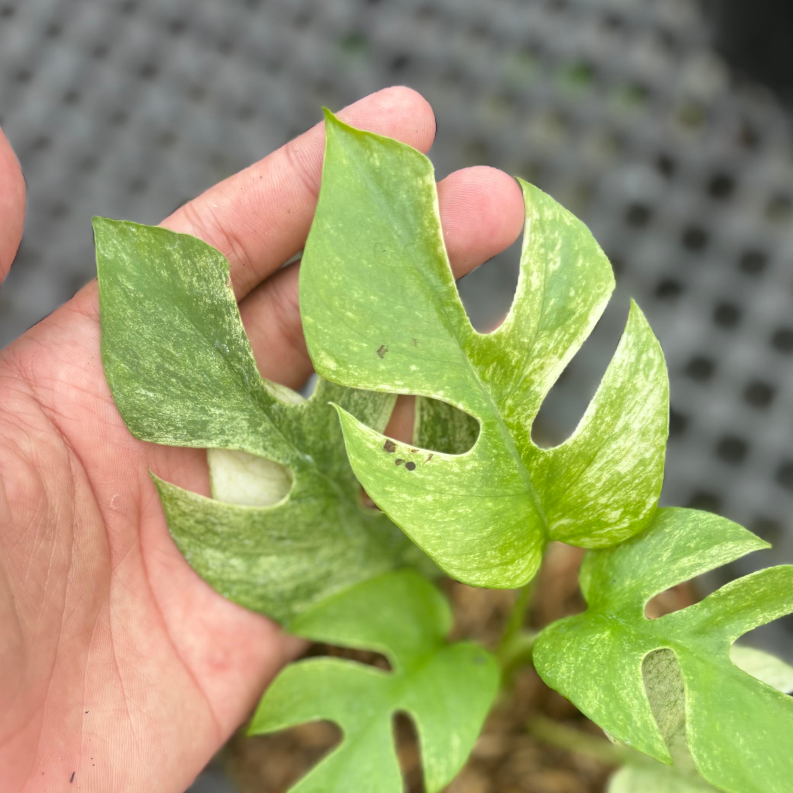 Rhaphidophora tetrasperma white monster variegated