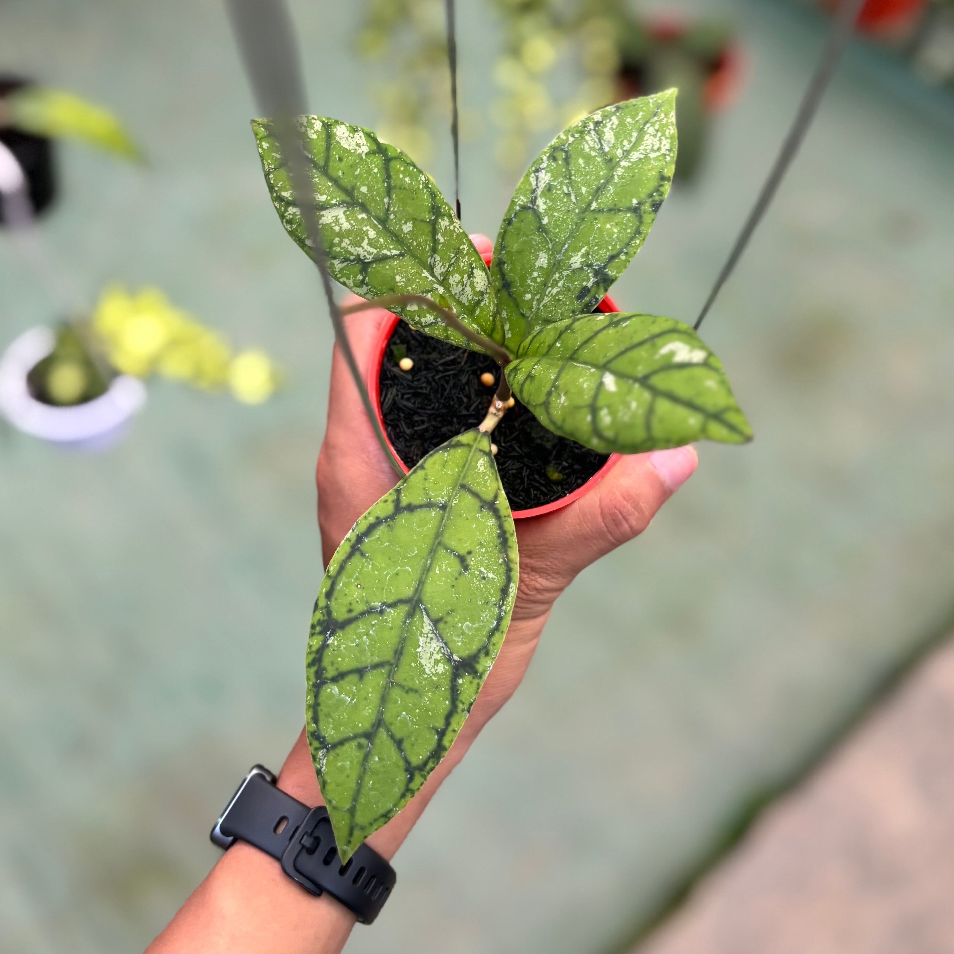 Hoya callistophylla splash