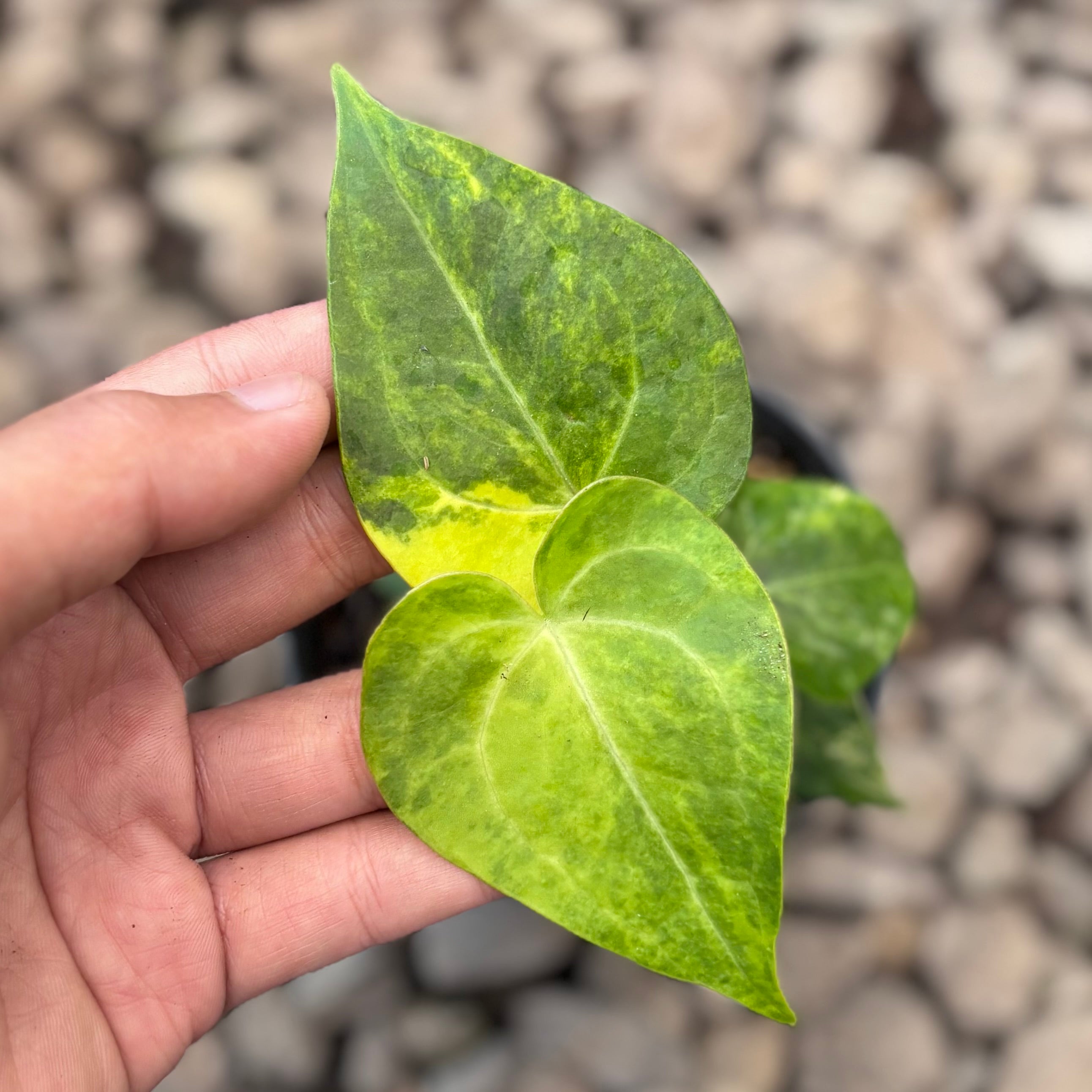 Anthurium clarinervium seedling variegated