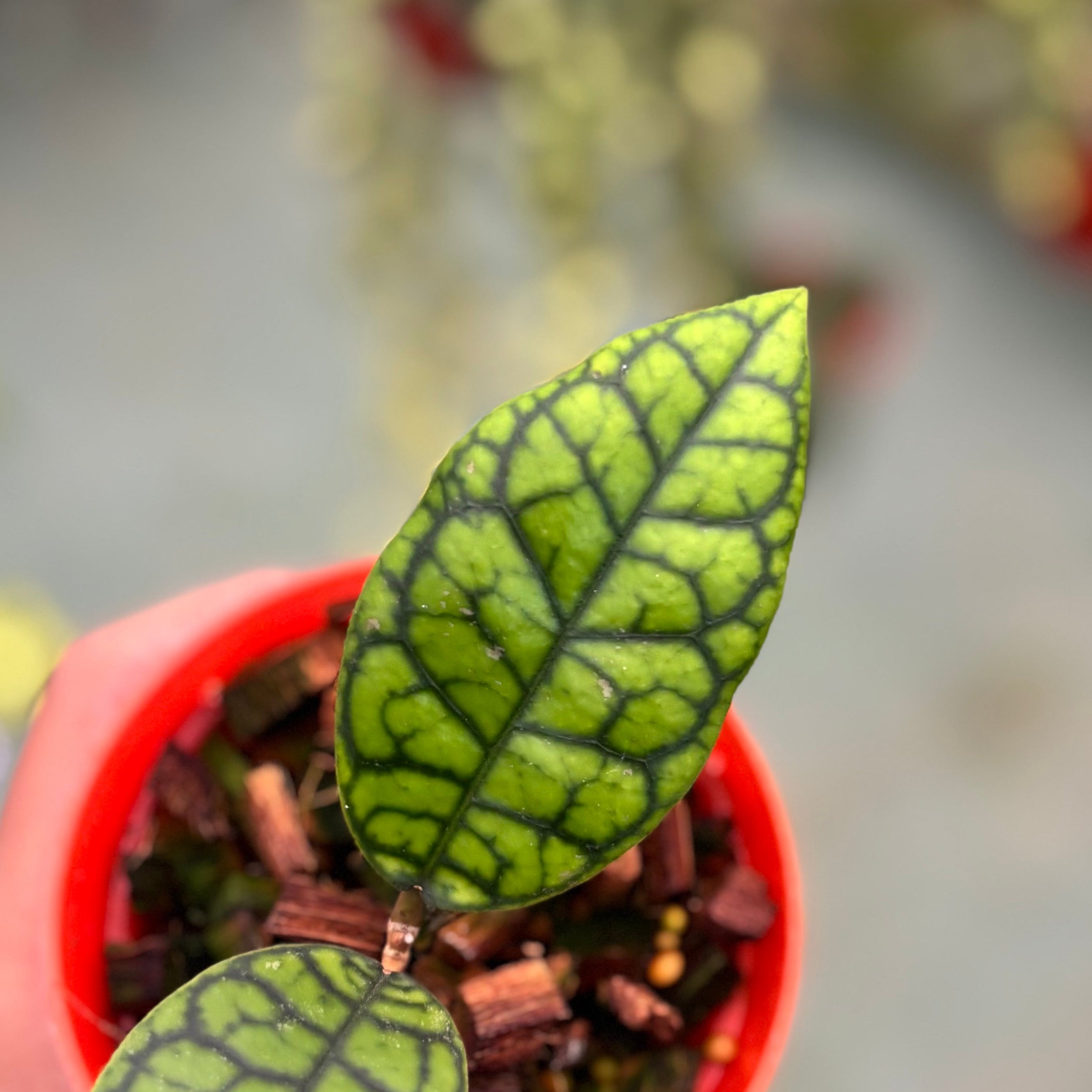 Hoya callistophylla black octopus