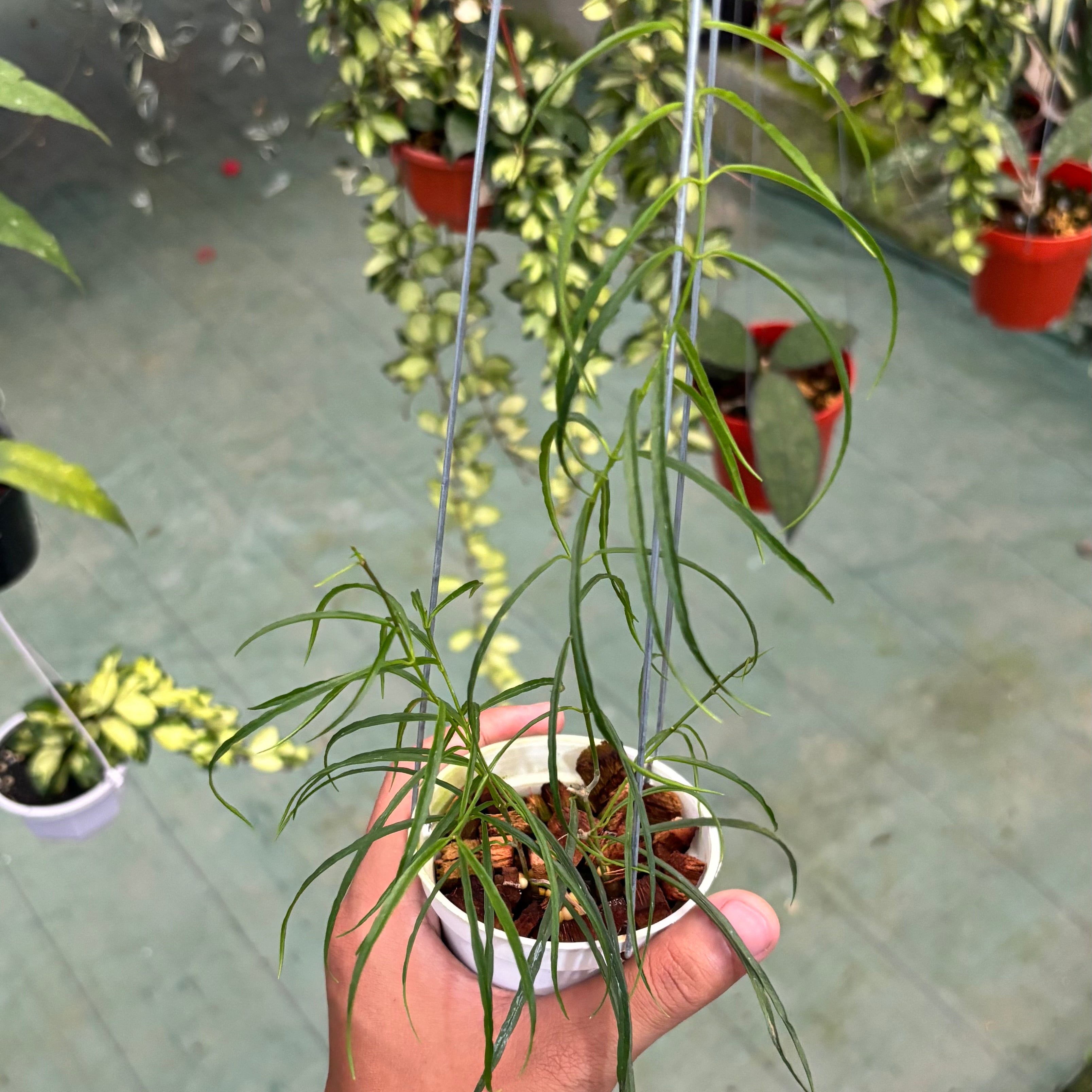 Hoya stenophylla