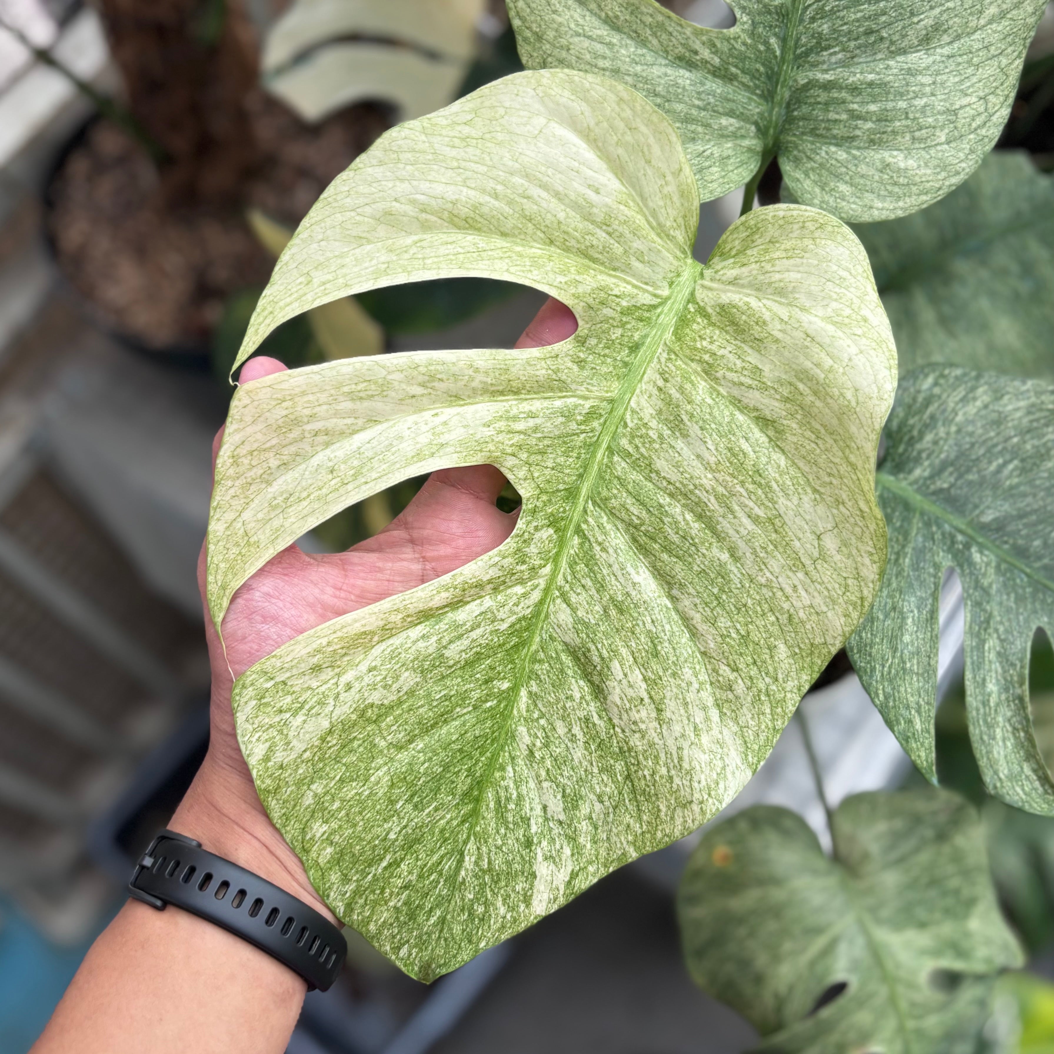 Monstera white mint