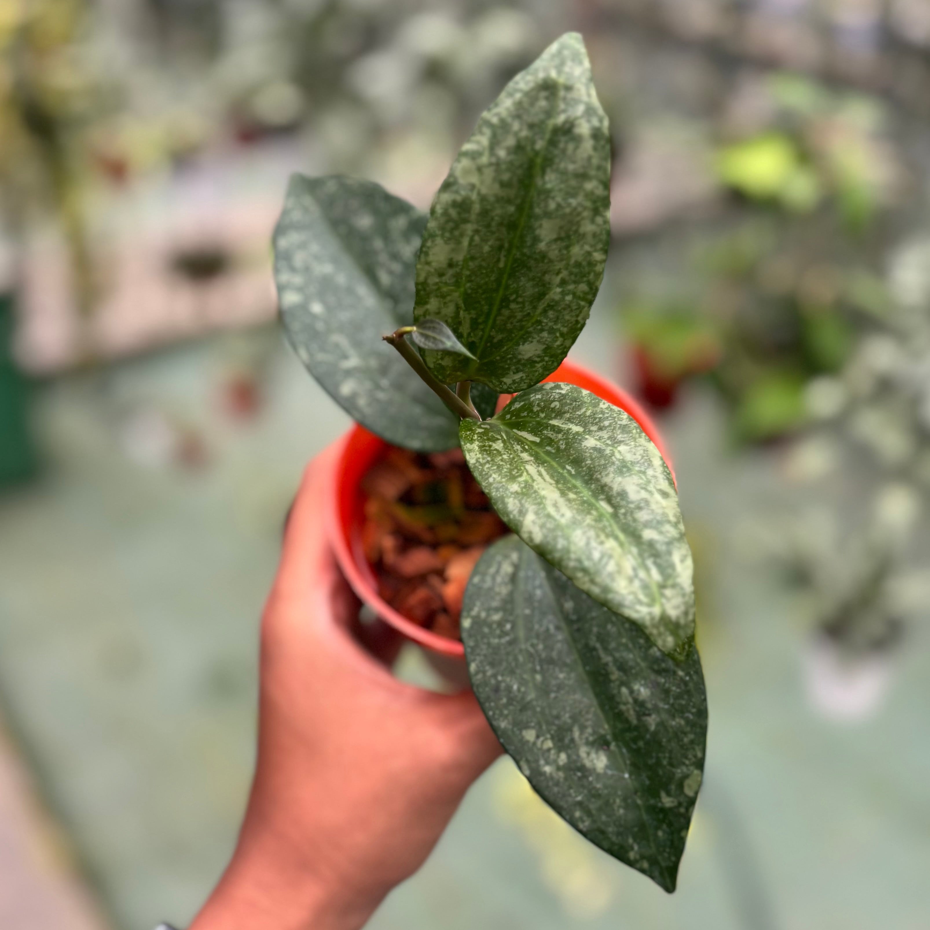 Hoya latifolia rimba perak