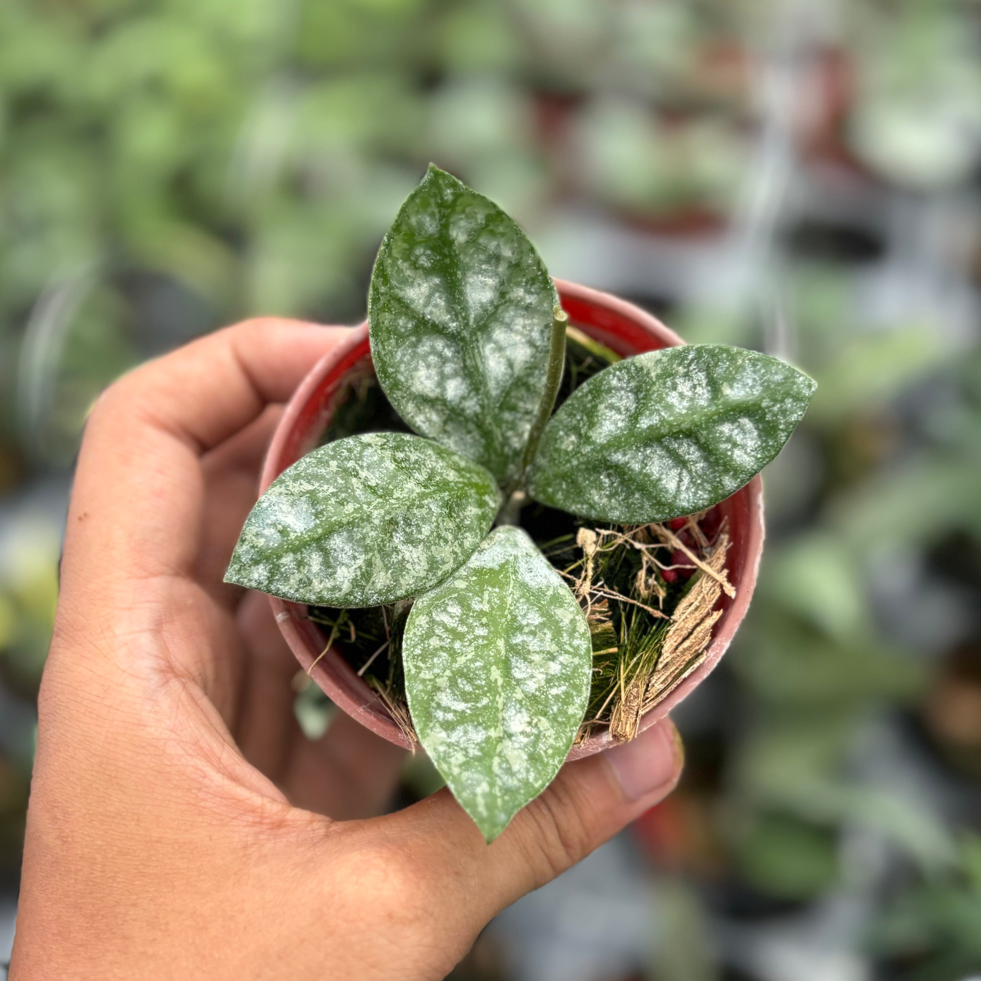 Hoya rundumensis splash