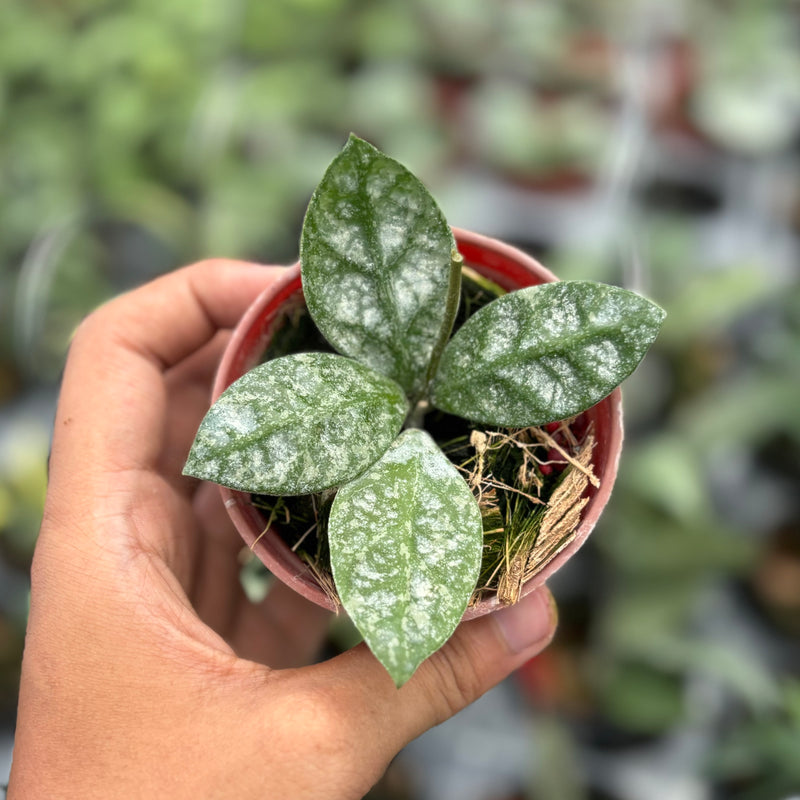 Hoya rundumensis splash