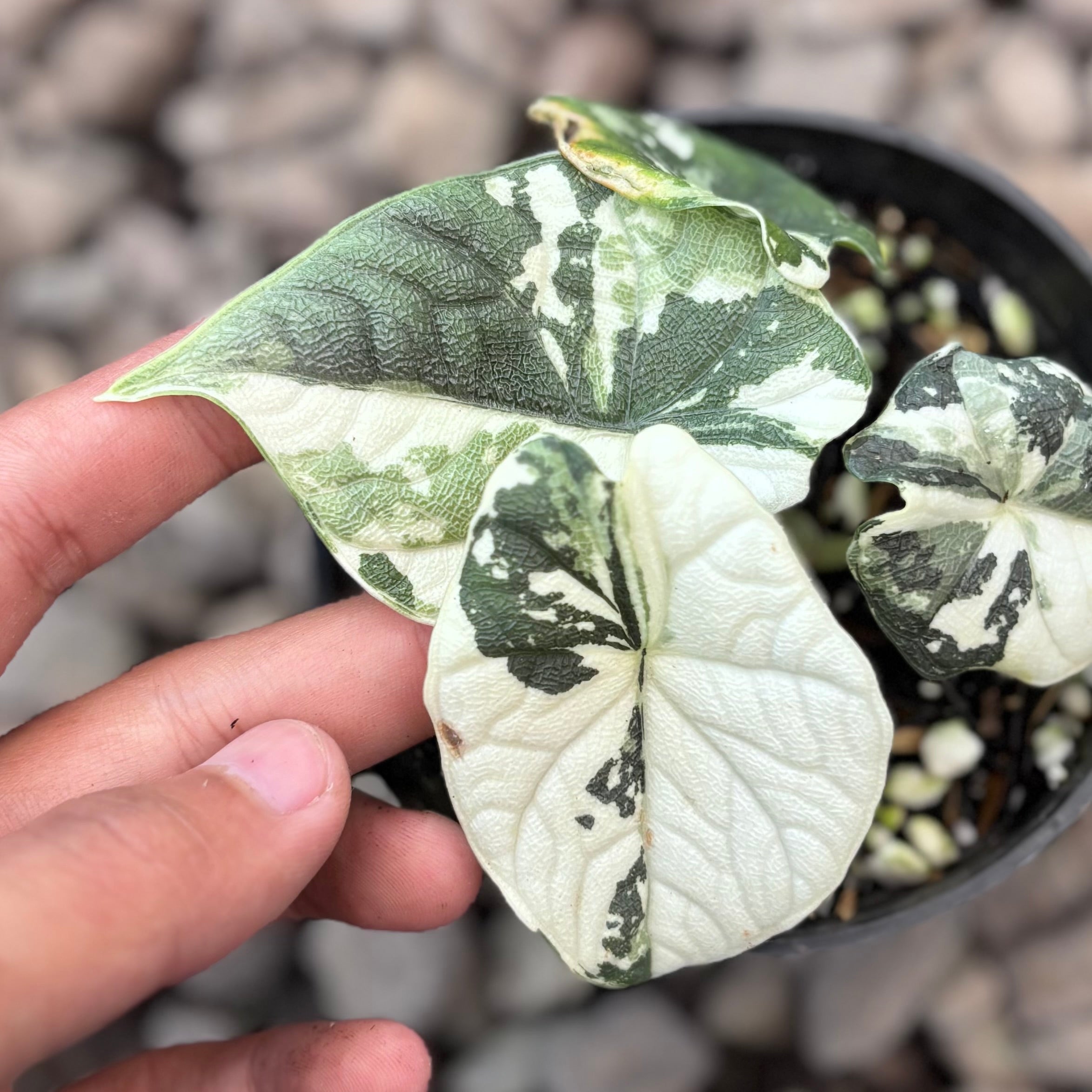 Aloacasia melo variegated