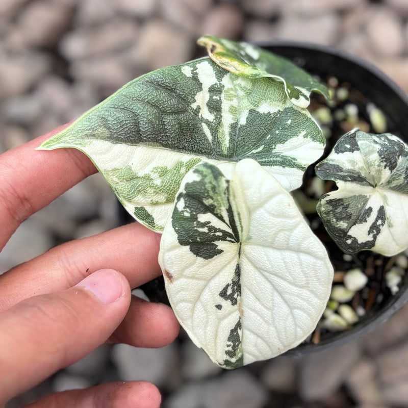 Aloacasia melo variegated