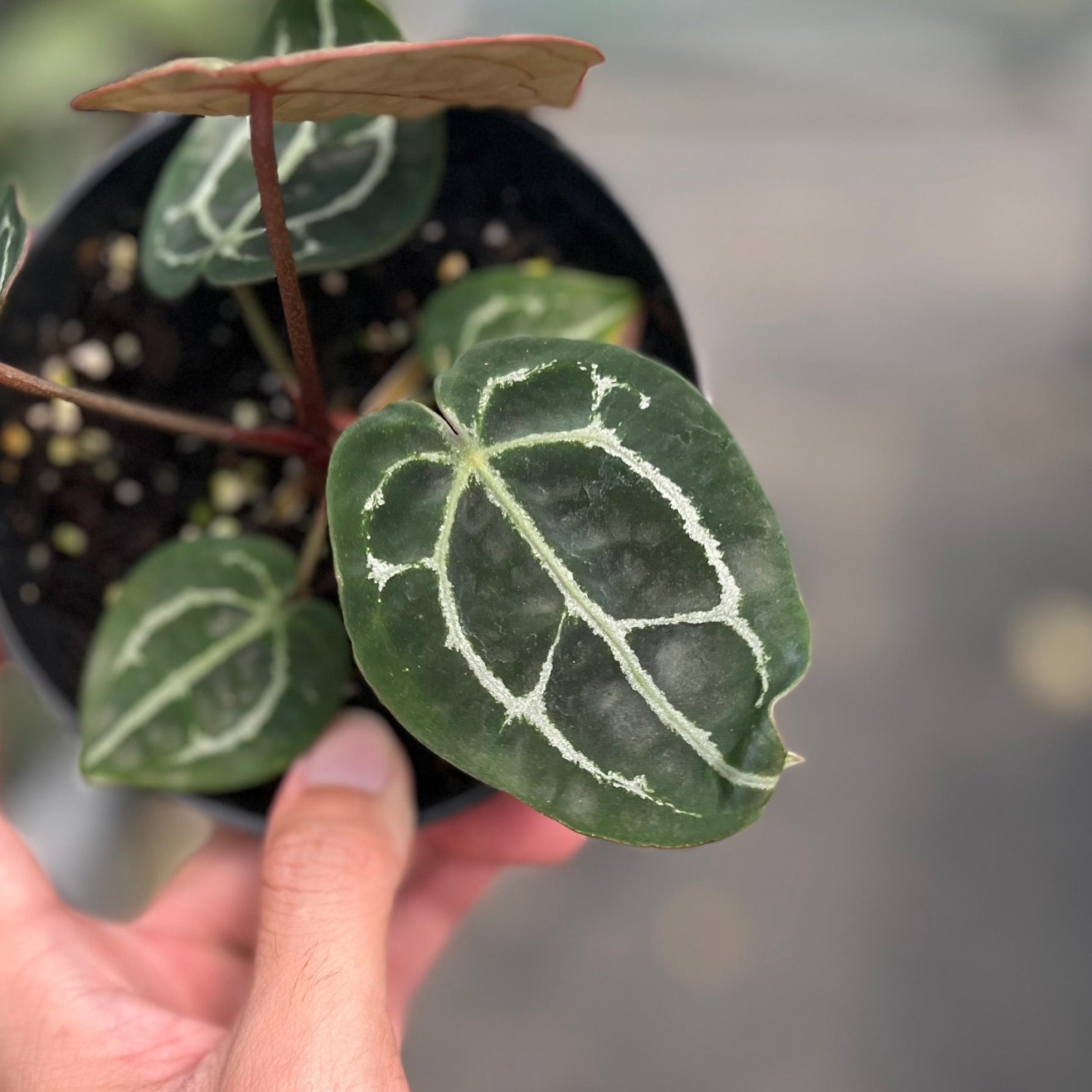Anthurium forgetii x (michelle x tortoise grey)