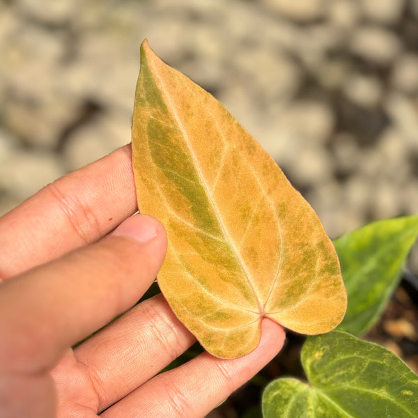 Anthurium papillilaminum pink variegated x KOS (King Of Spades)