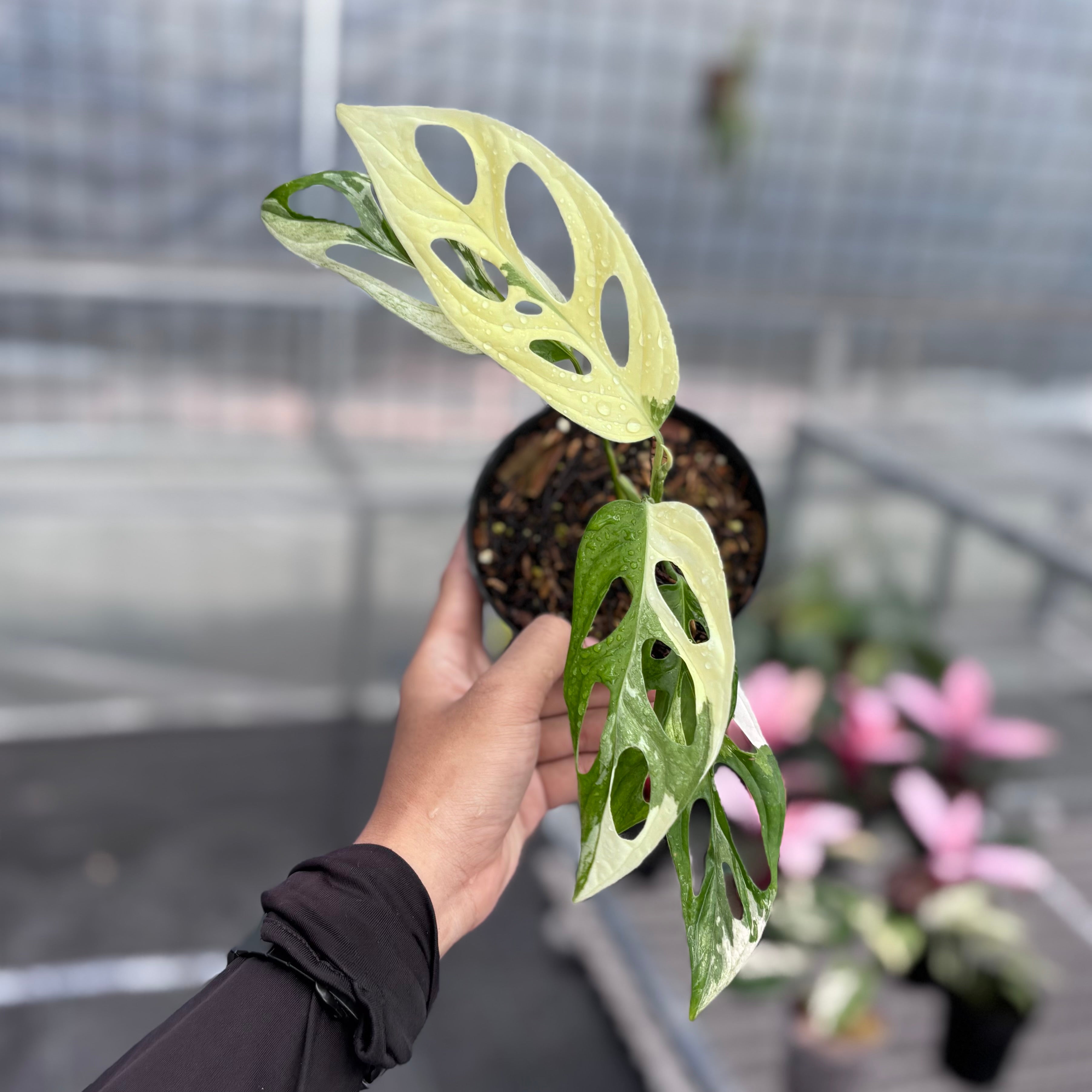 Monstera adansonii ‘giant’ albo variegated