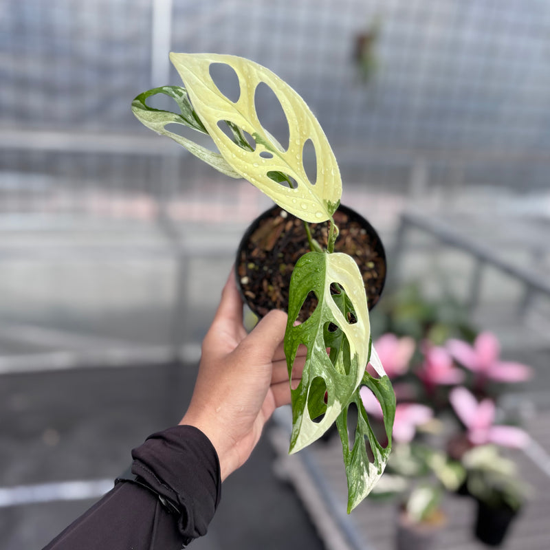 Monstera adansonii ‘giant’ albo variegated