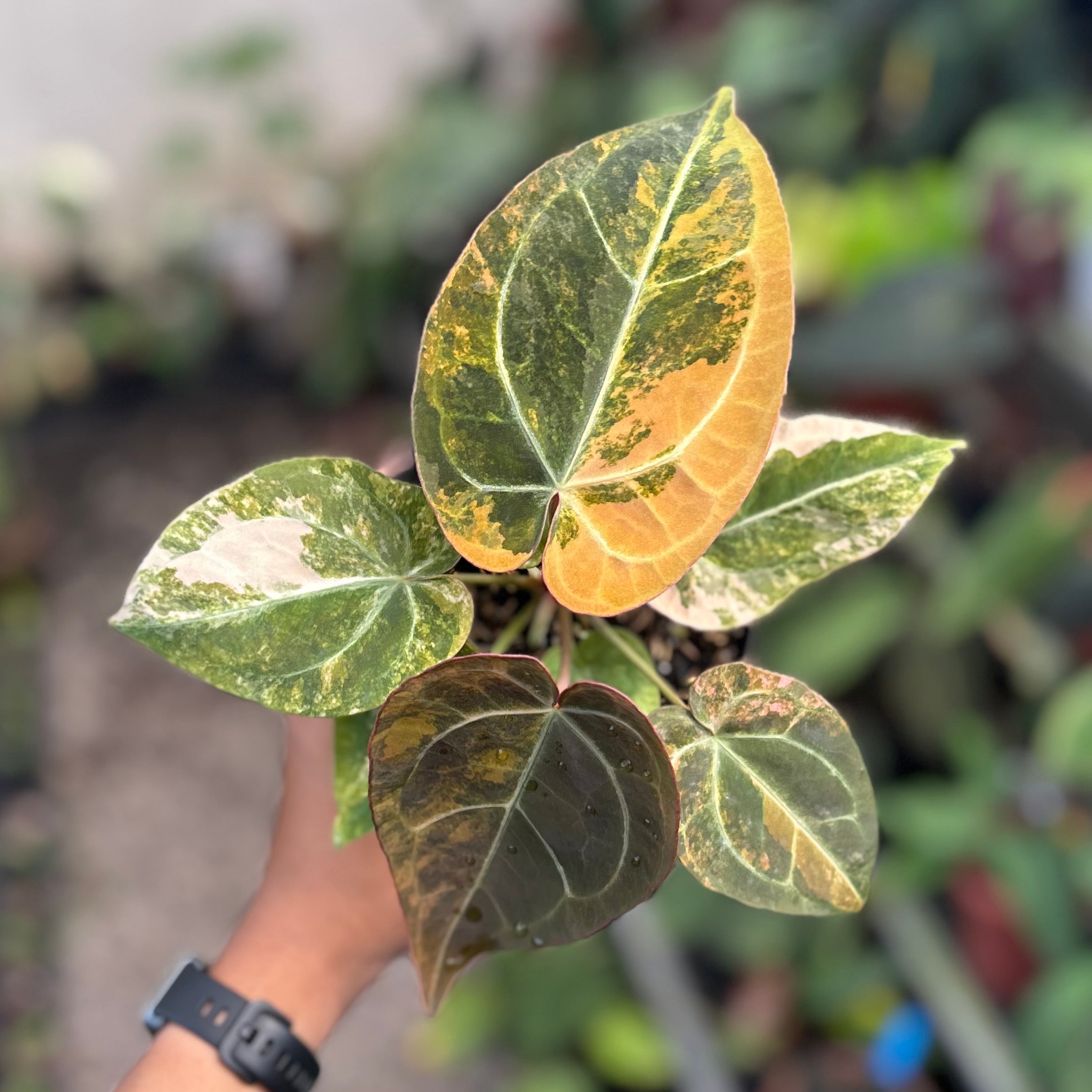 Anthurium papilillaminum variegated x red crystallinum