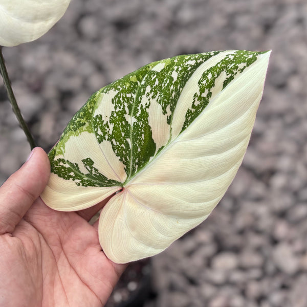 Philodendron gloriosum tricolor variegated