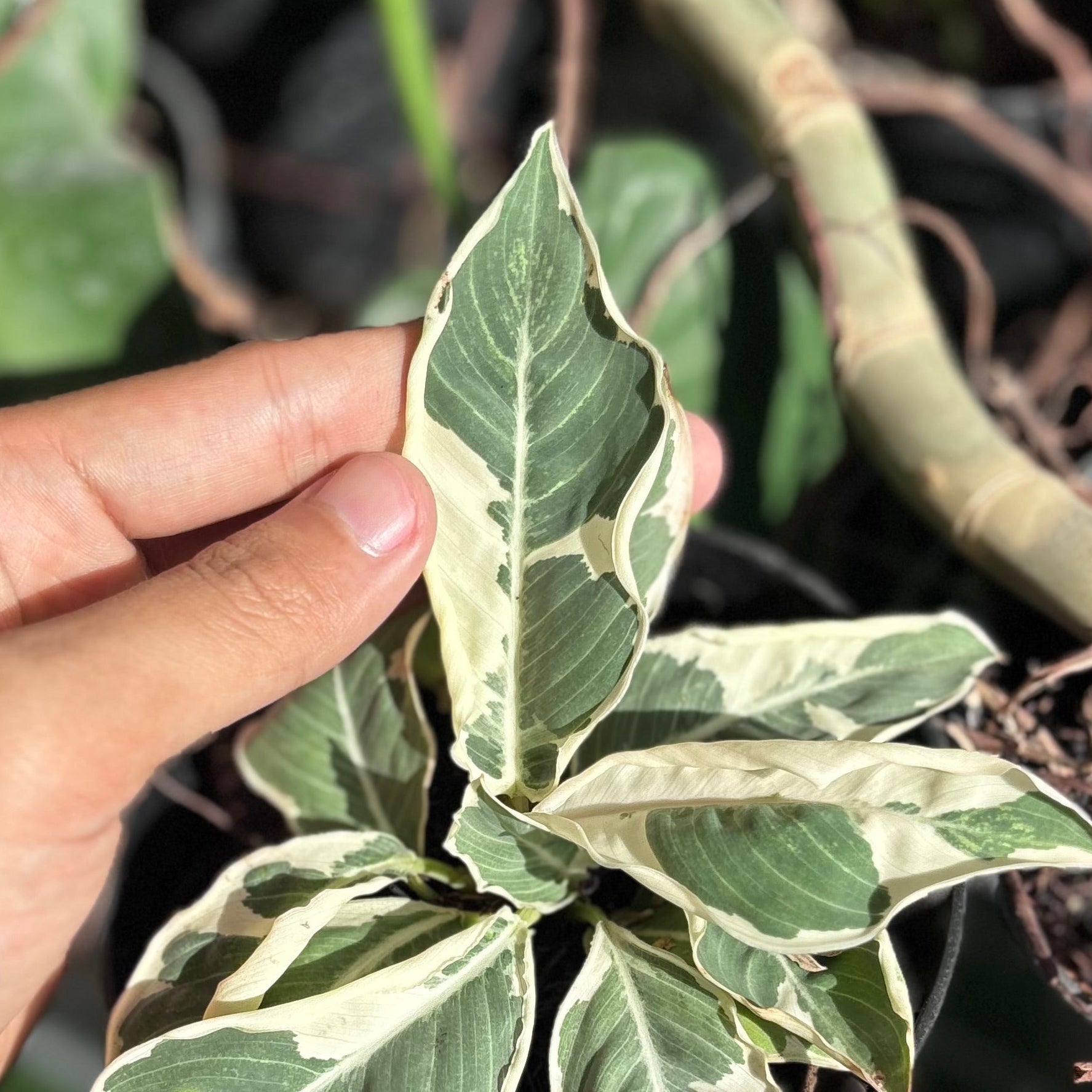 Adelonema Wallisii Variegated