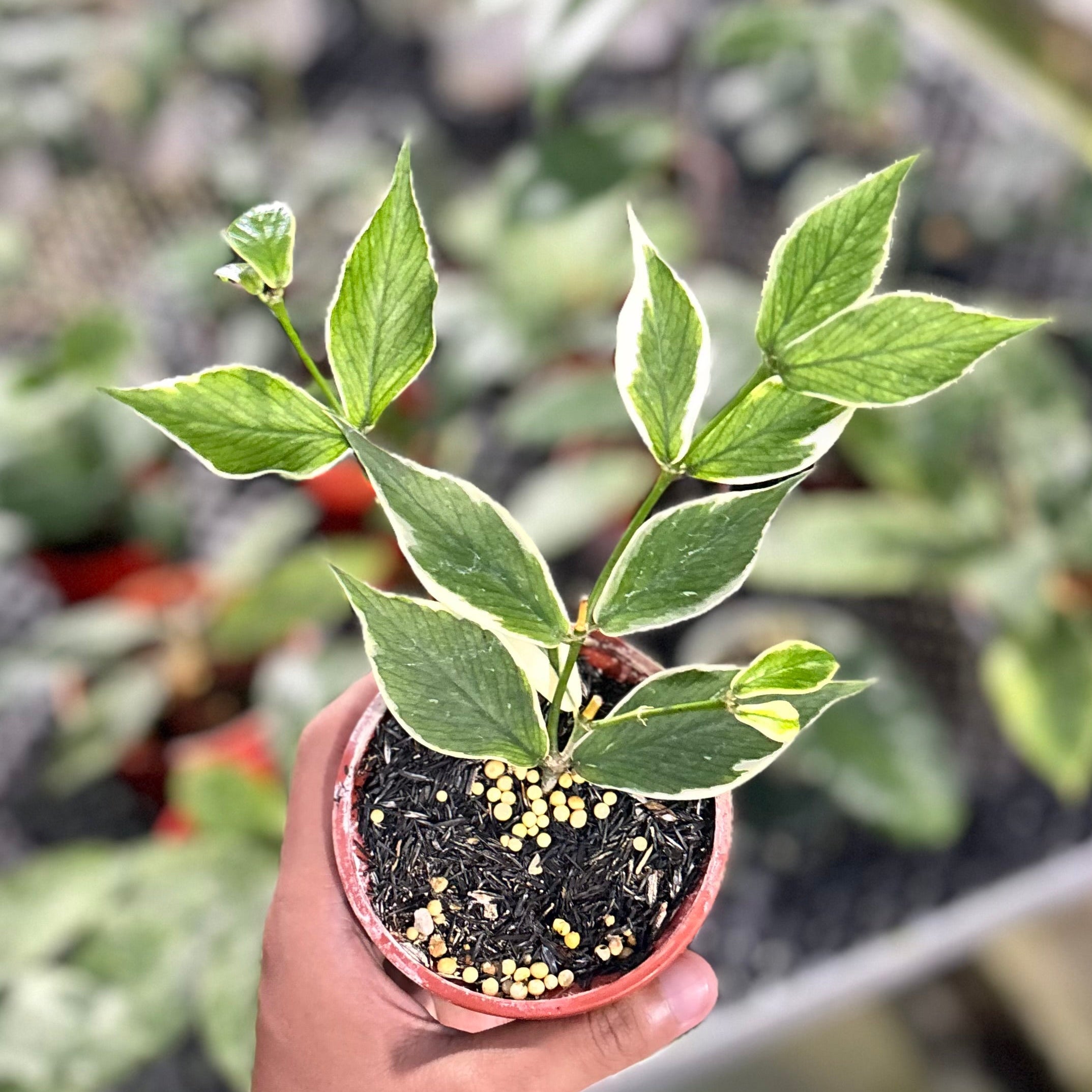 Hoya polyneura albomarginata