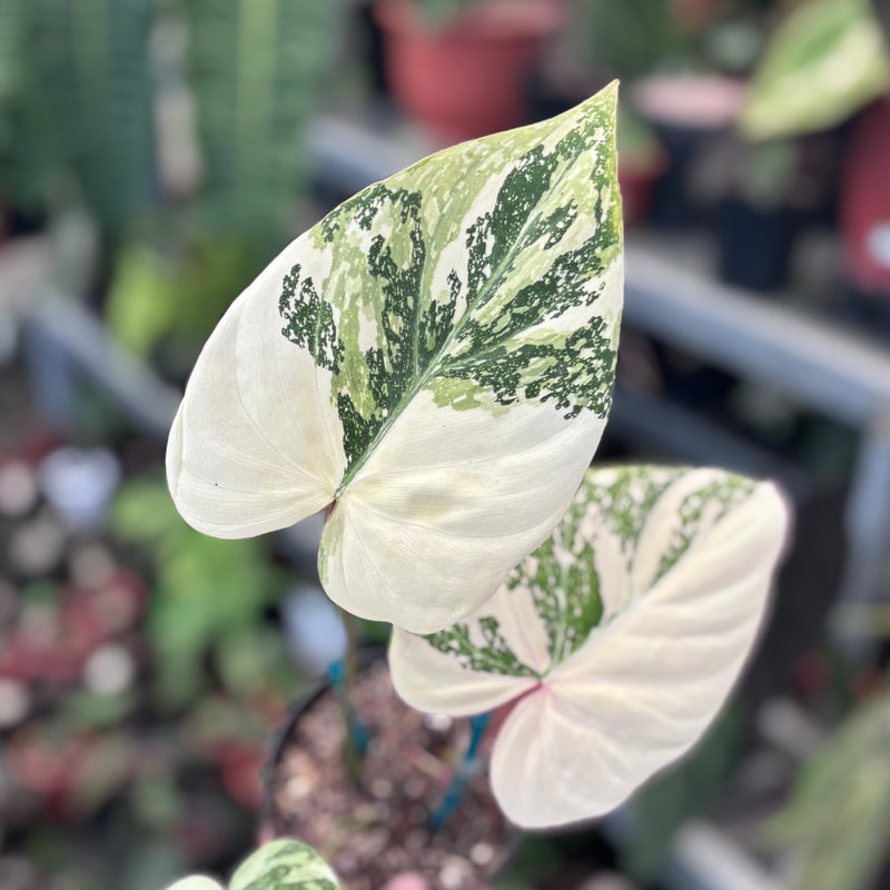 Philodendron gloriosum tricolor variegated