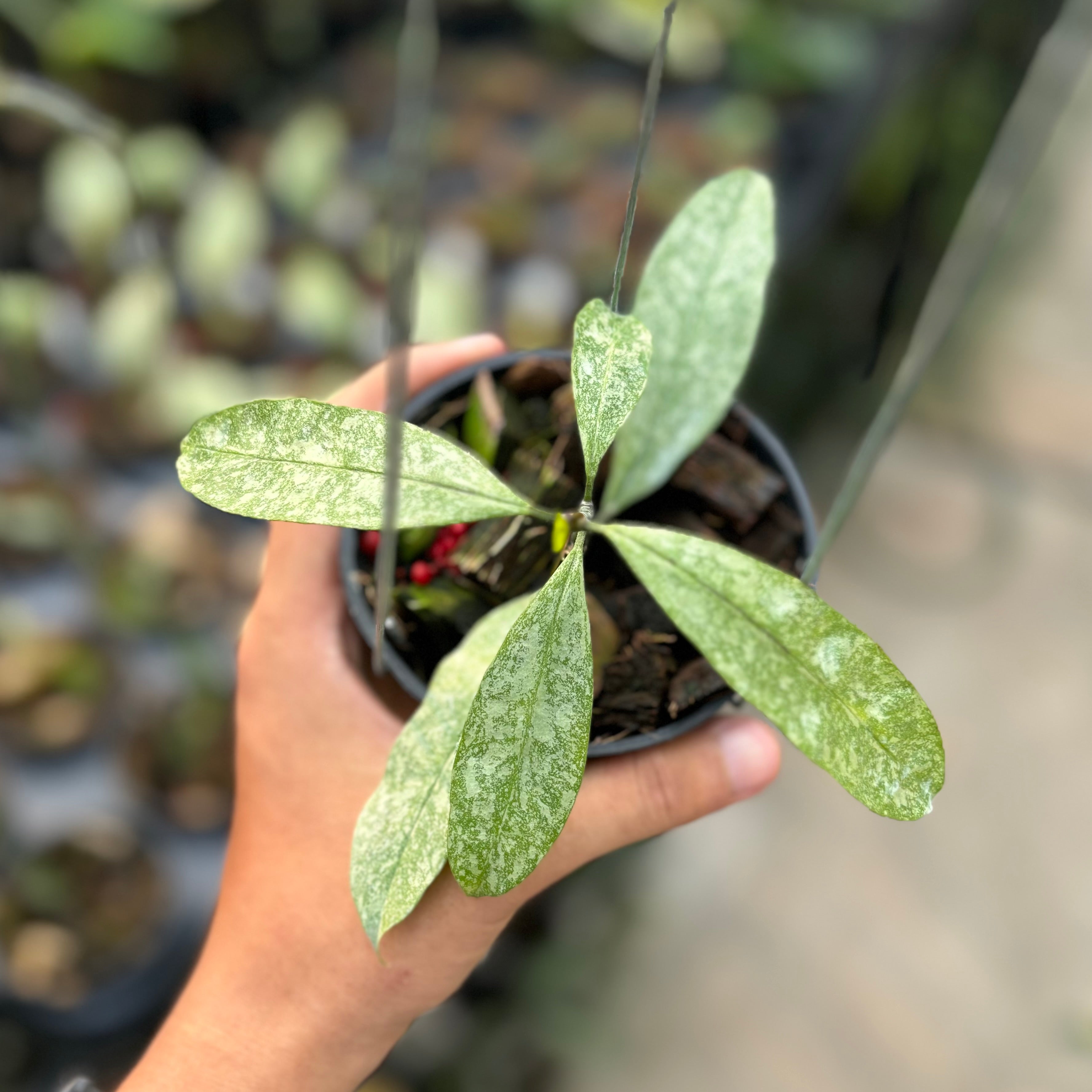 Hoya multiflora silver