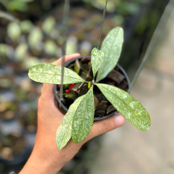 Hoya multiflora silver