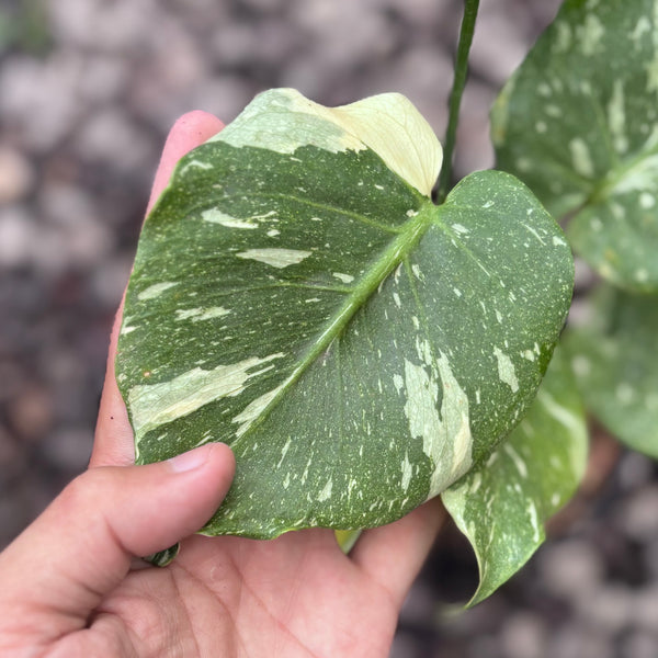 Monstera thai constellation mutation