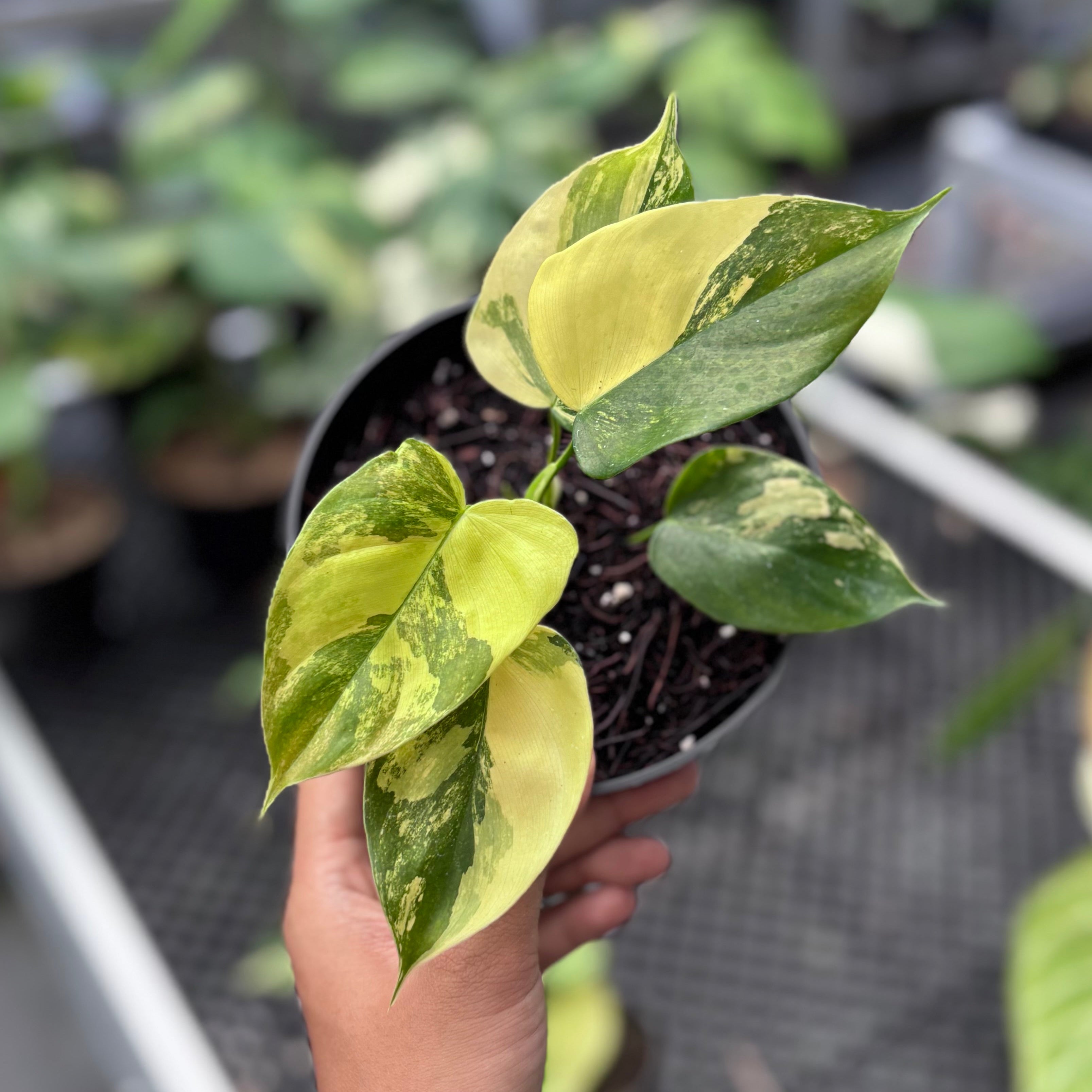 Philodendron Florida Beauty x Lupinum